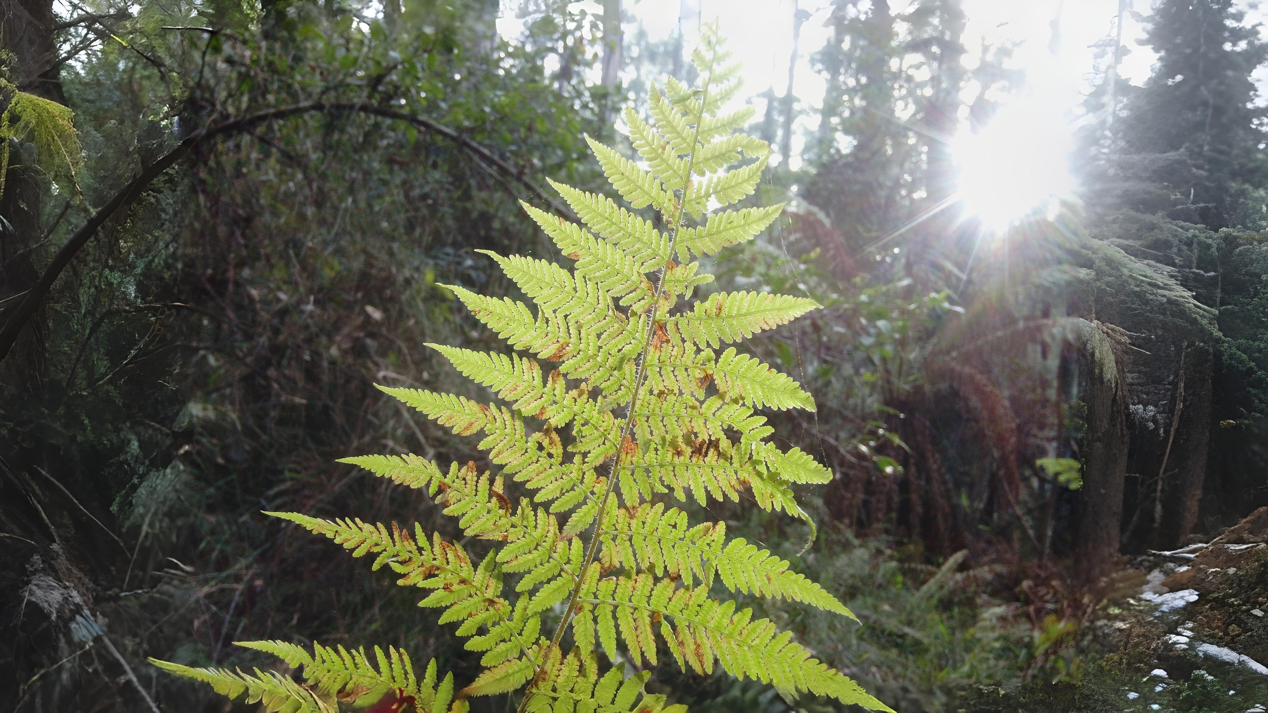 06-Aug Mugwort Magic & Fern Lore: August’s Botanical Enchantments Section Image