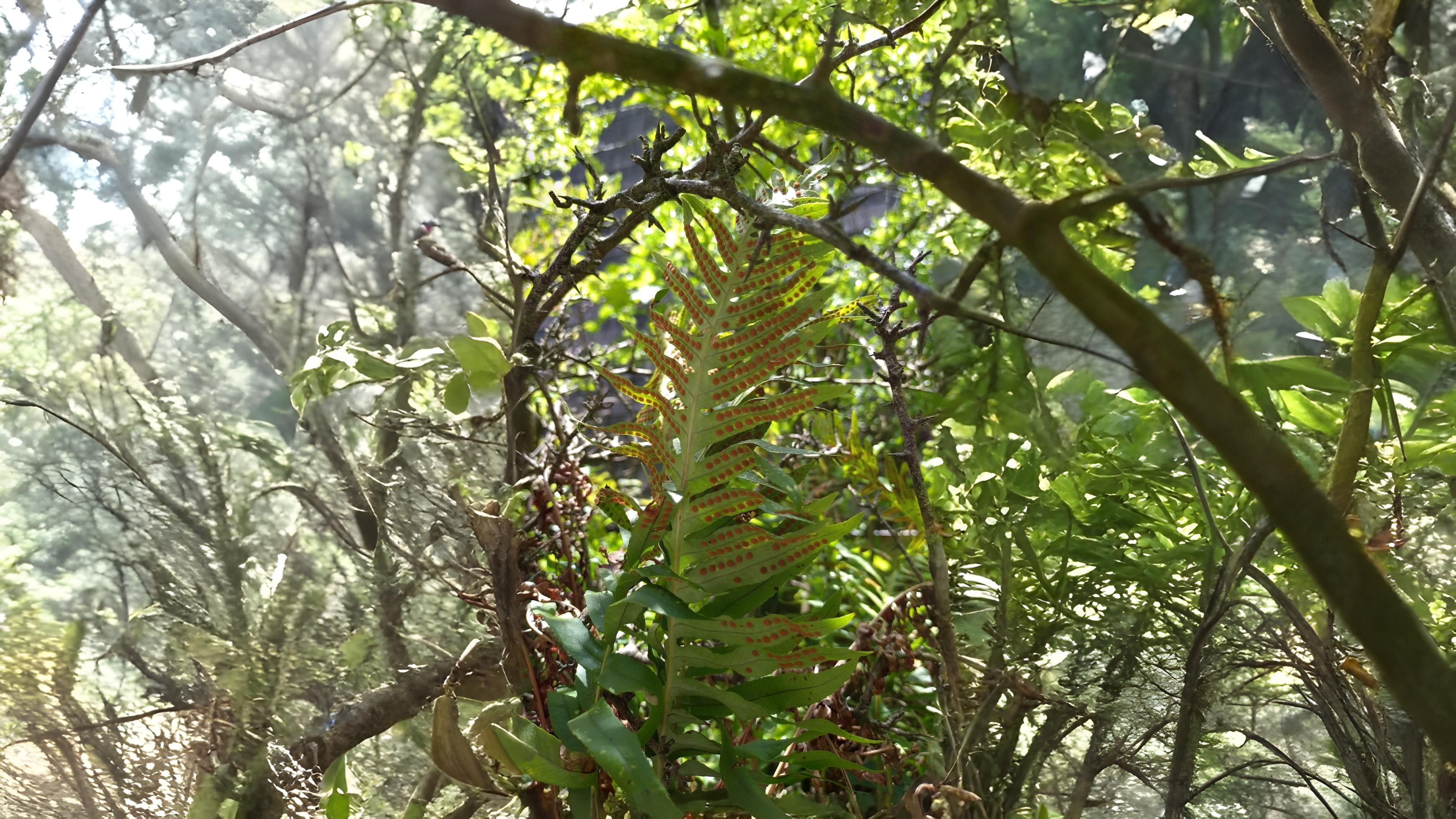 06-Aug Mugwort Magic & Fern Lore: August’s Botanical Enchantments Section Image