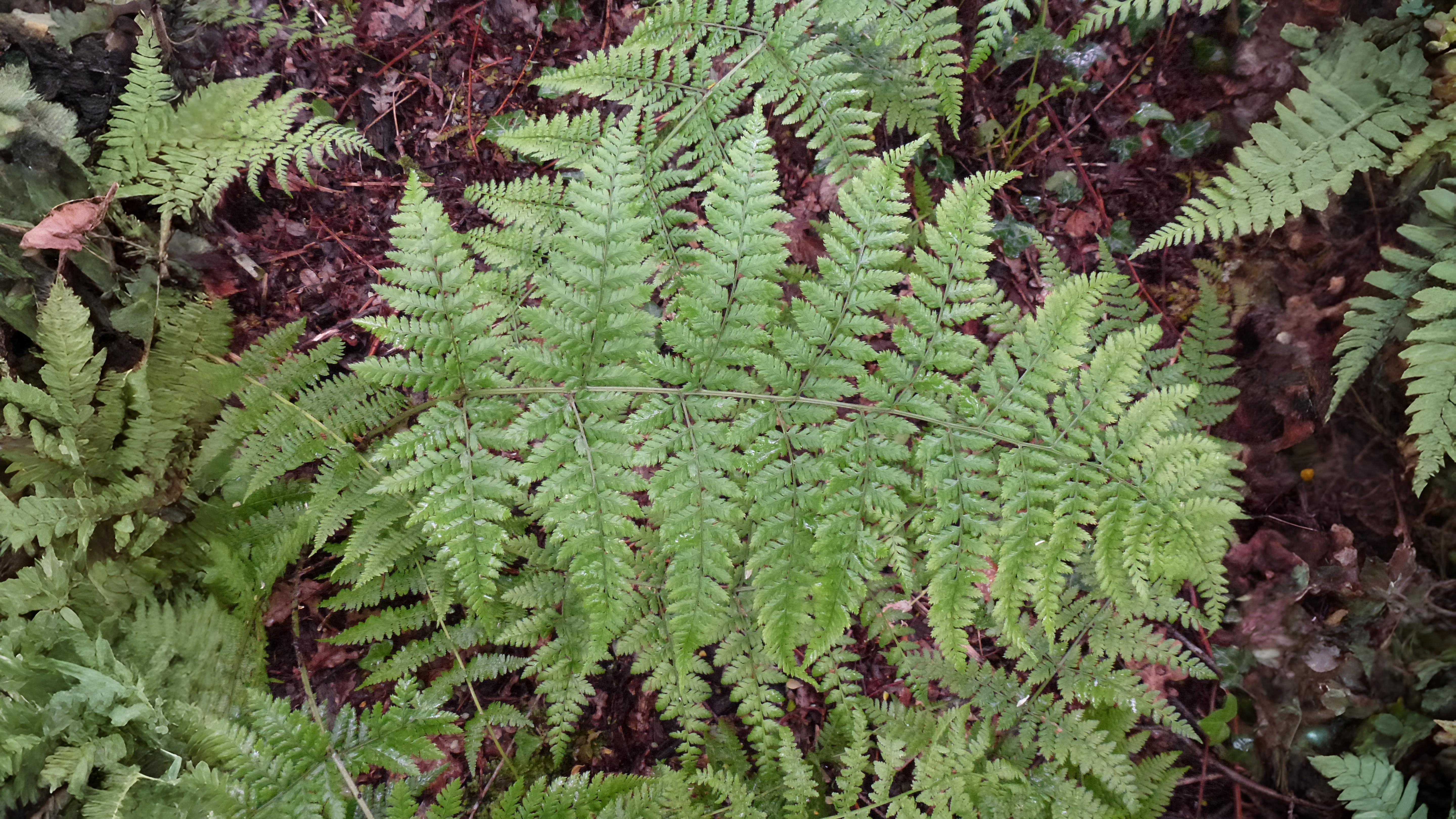 06-Aug Mugwort Magic & Fern Lore: August’s Botanical Enchantments Section Image