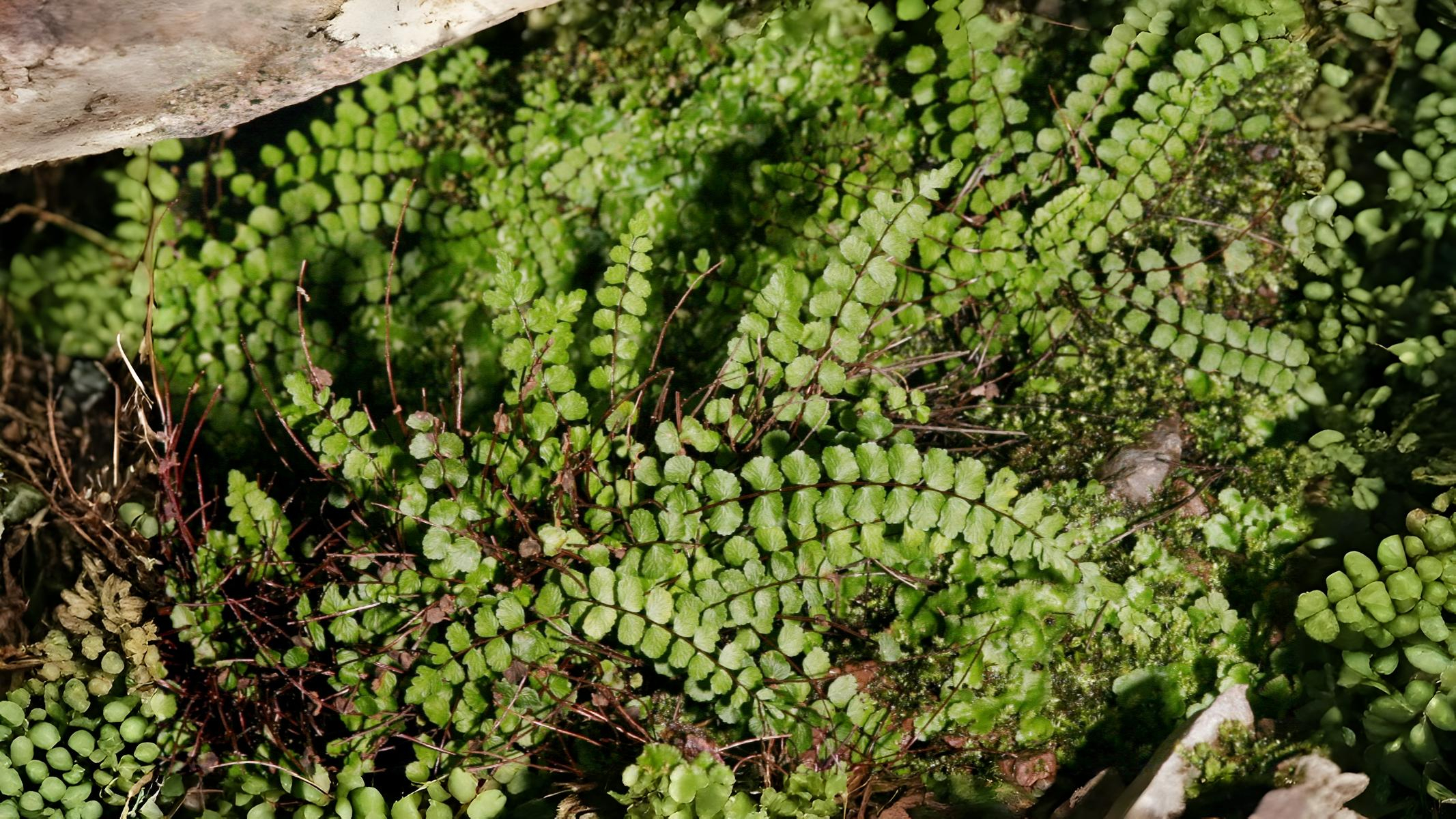 06-Aug Mugwort Magic & Fern Lore: August’s Botanical Enchantments Section Image
