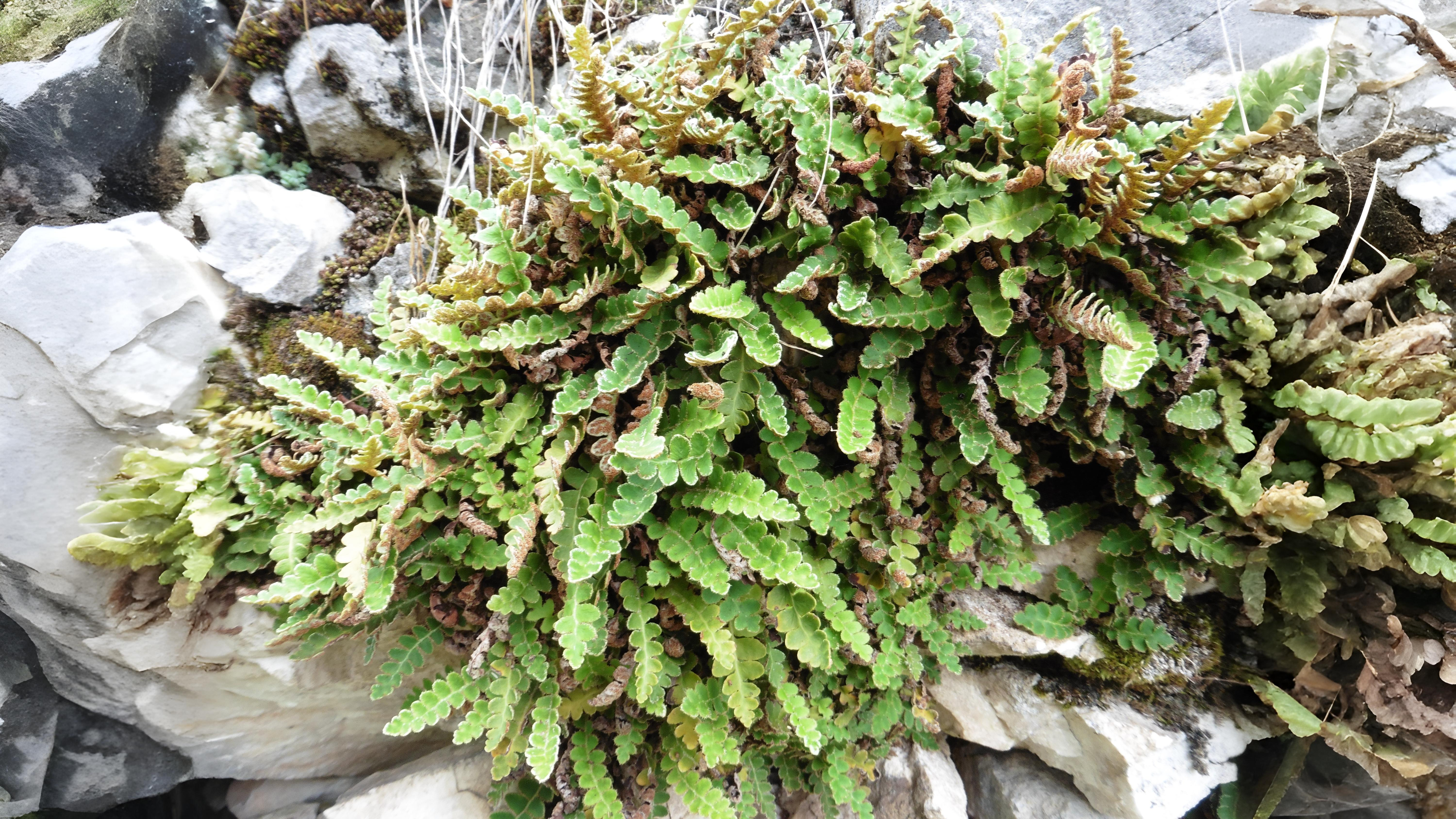 06-Aug Mugwort Magic & Fern Lore: August’s Botanical Enchantments Section Image