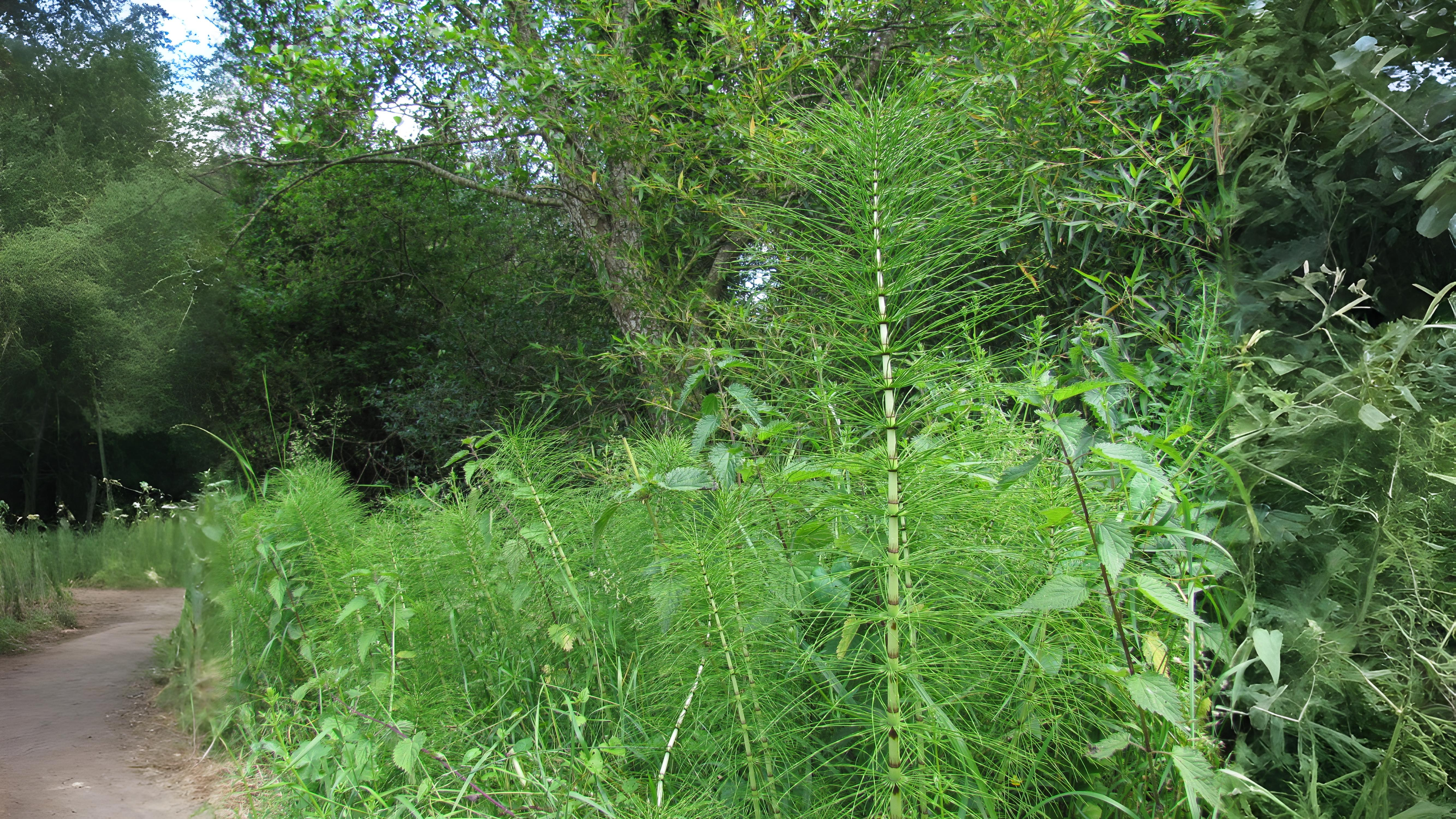 06-Aug Mugwort Magic & Fern Lore: August’s Botanical Enchantments Section Image