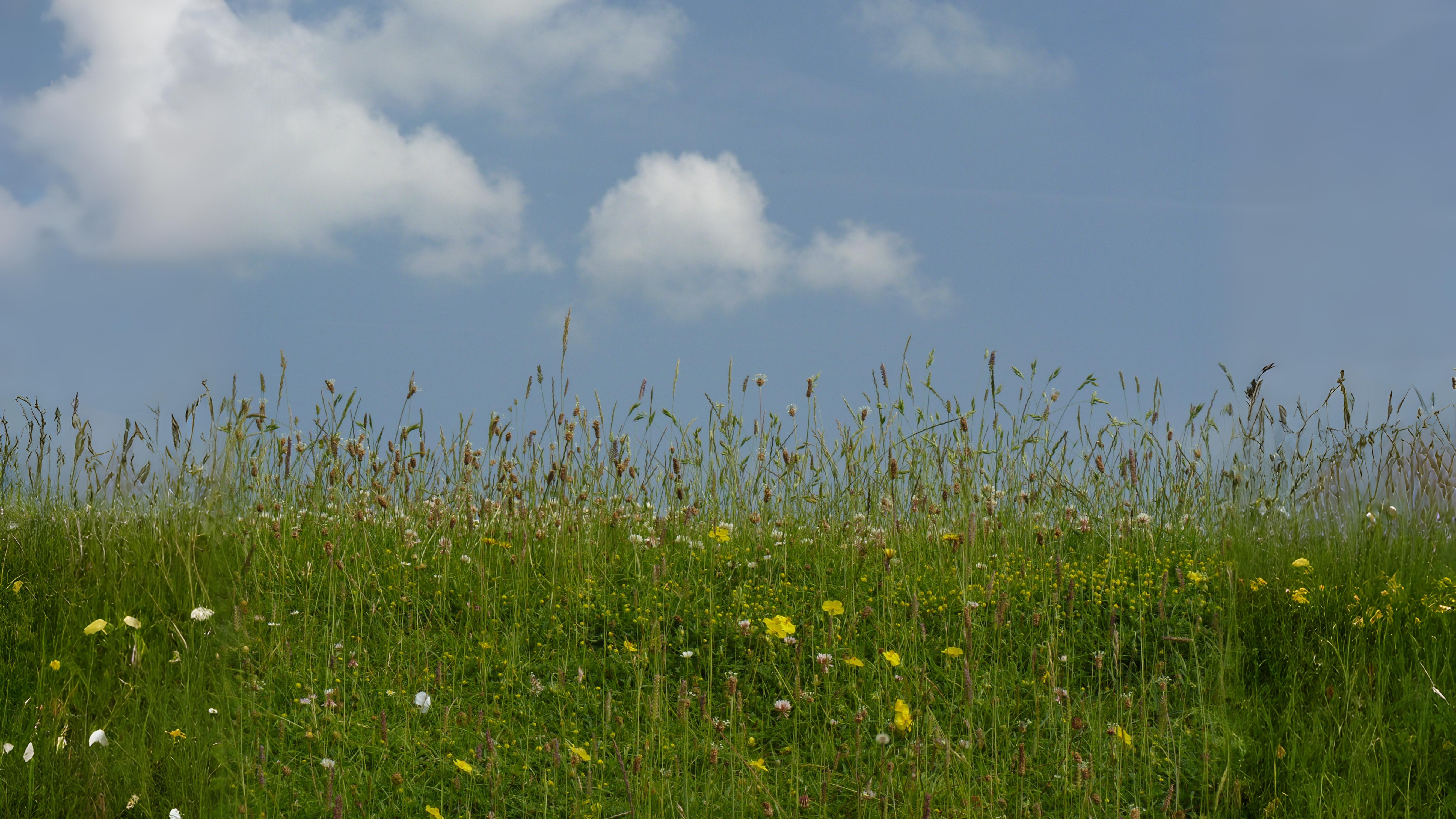 07-Aug Whispering Blades: The Secret World of Grasses & Sedges Section Image