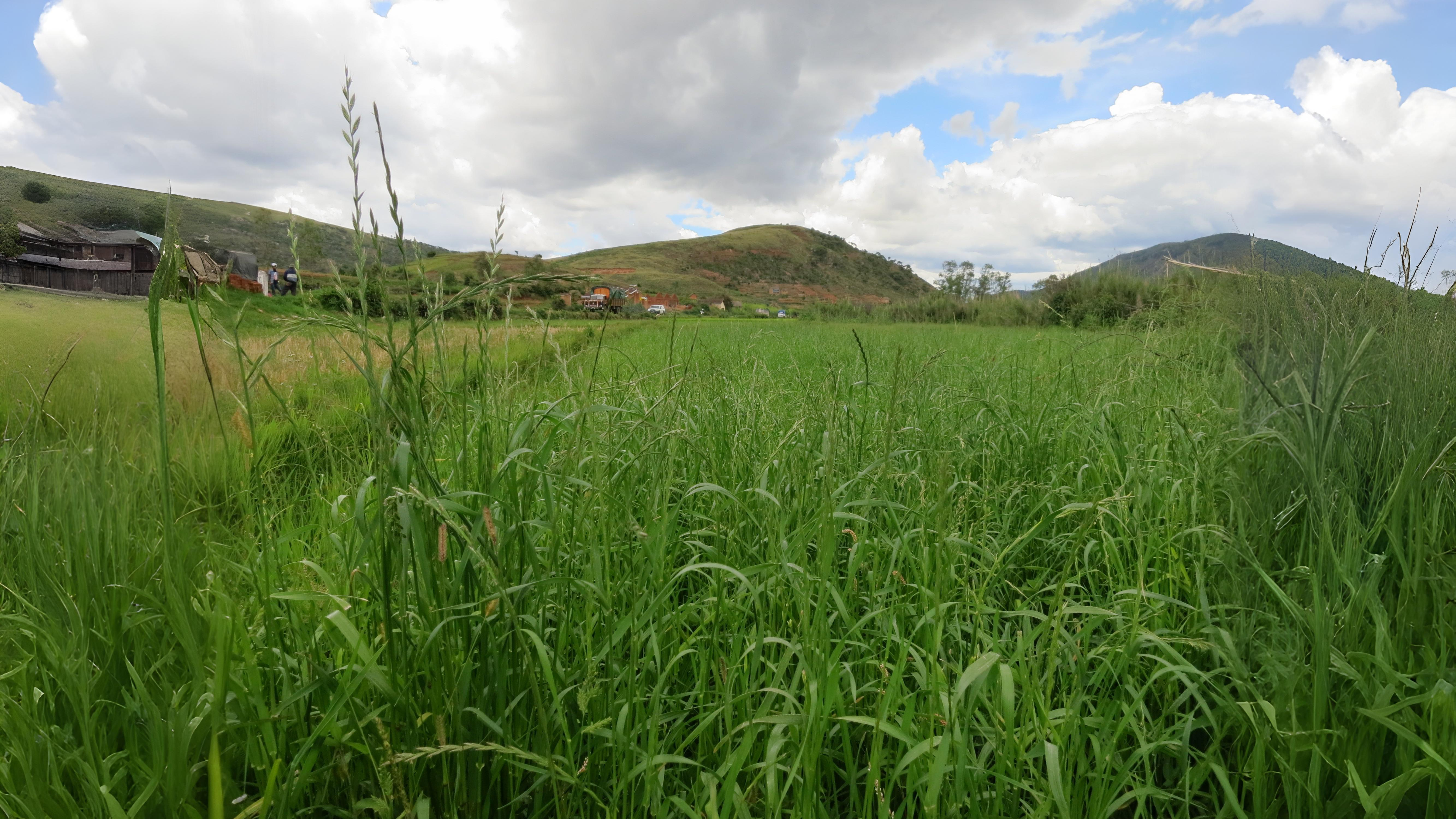 07-Aug Whispering Blades: The Secret World of Grasses & Sedges Section Image