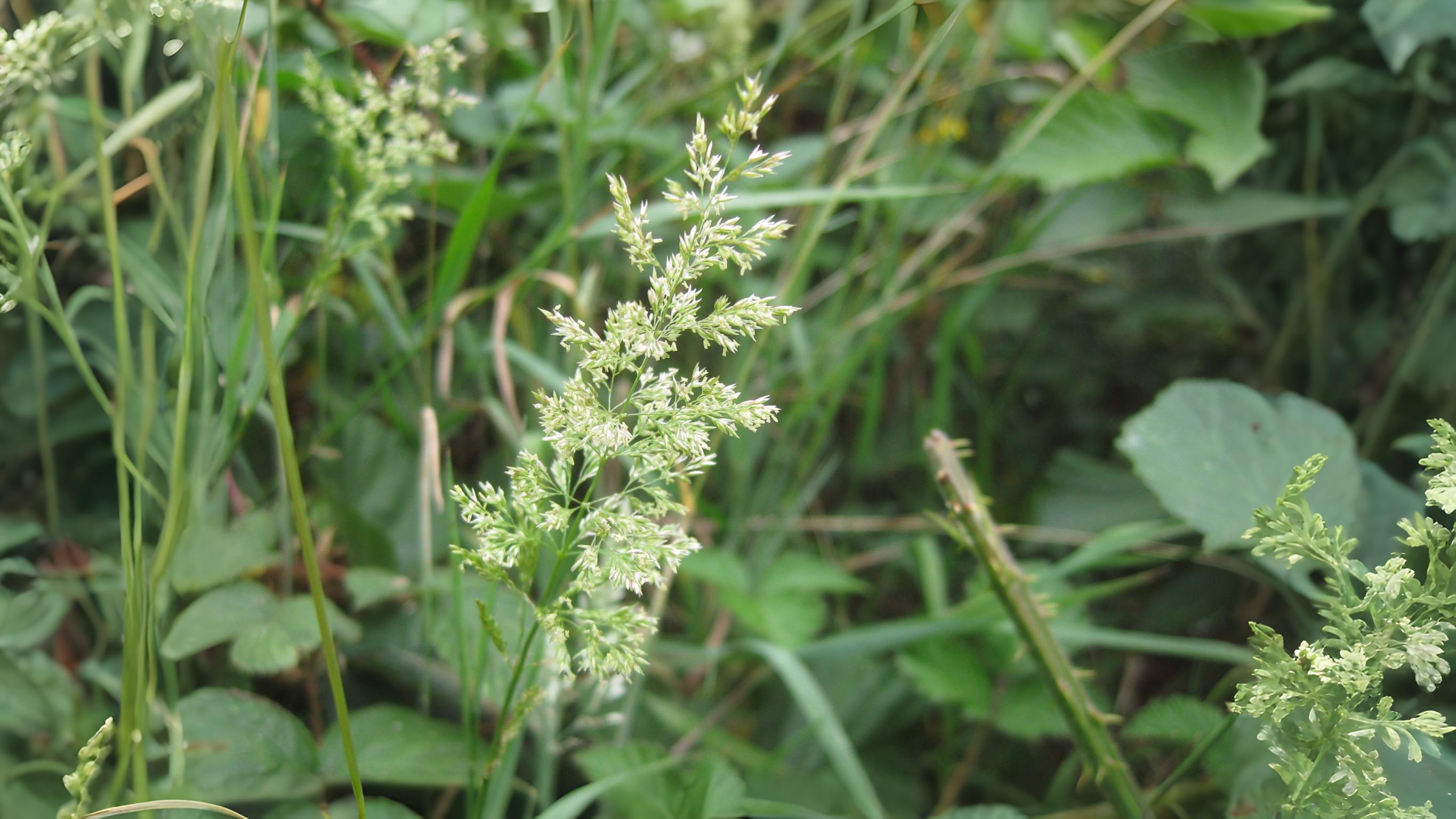07-Aug Whispering Blades: The Secret World of Grasses & Sedges Section Image