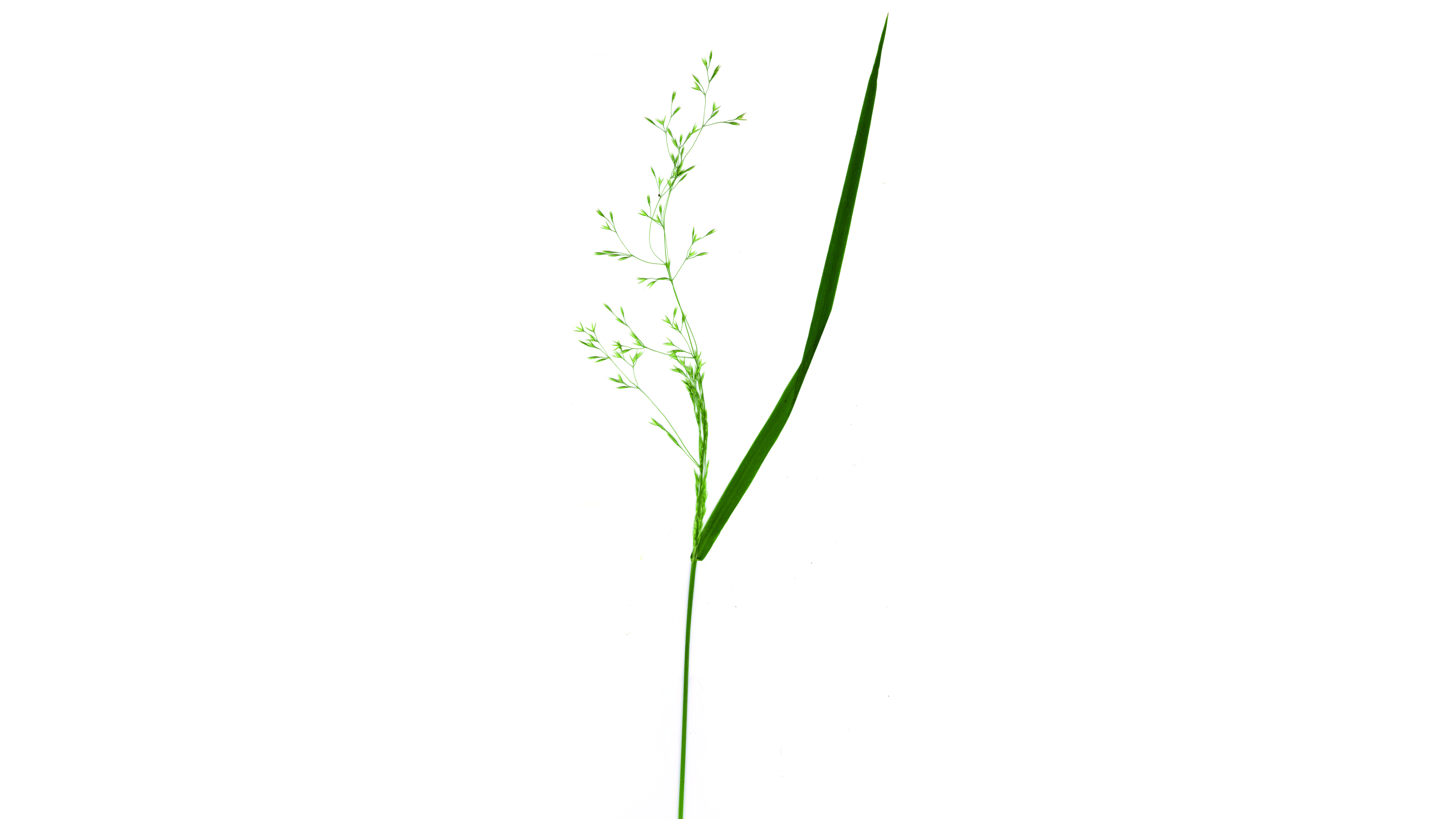 07-Aug Whispering Blades: The Secret World of Grasses & Sedges Section Image