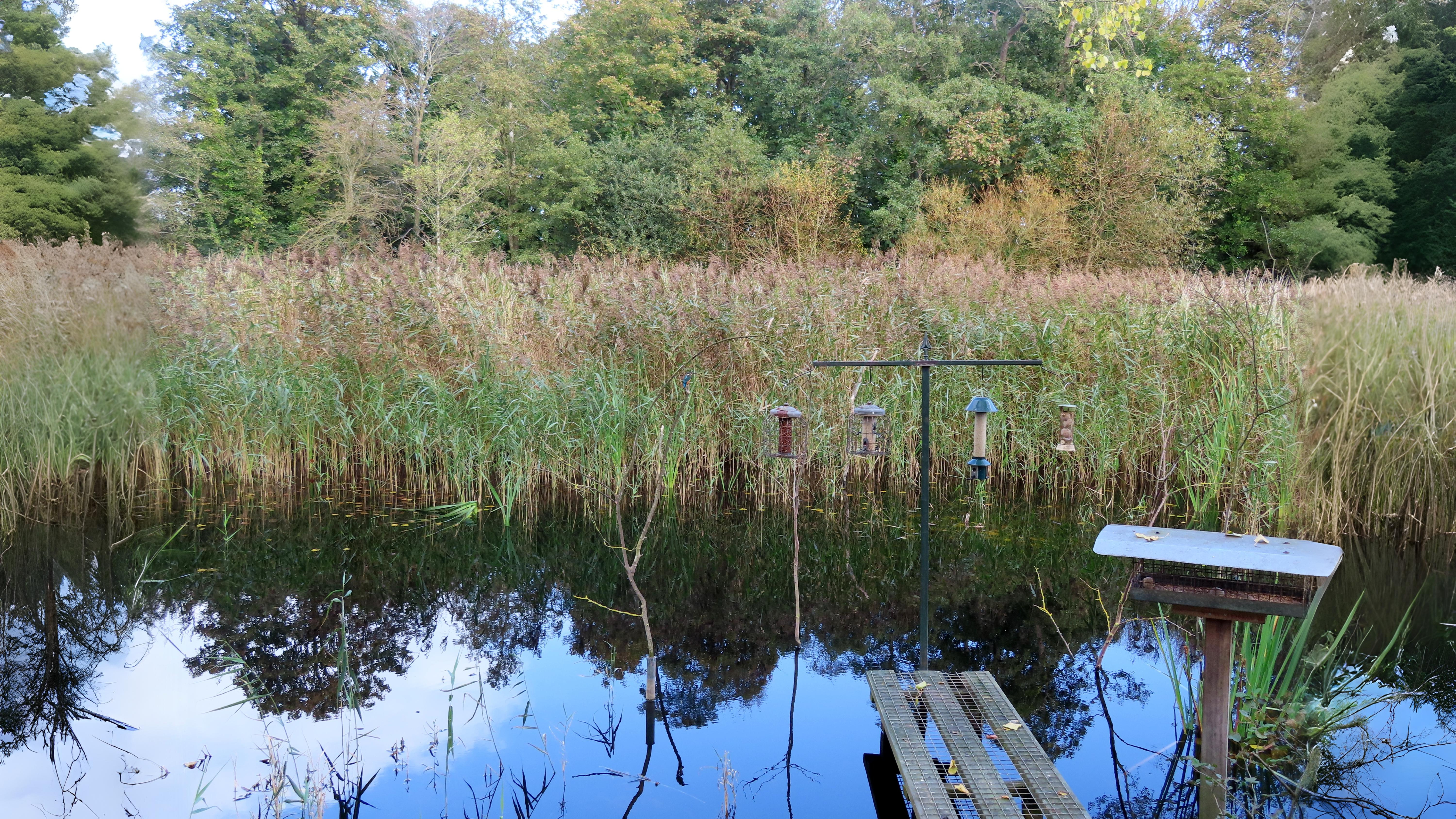 07-Aug Whispering Blades: The Secret World of Grasses & Sedges Section Image