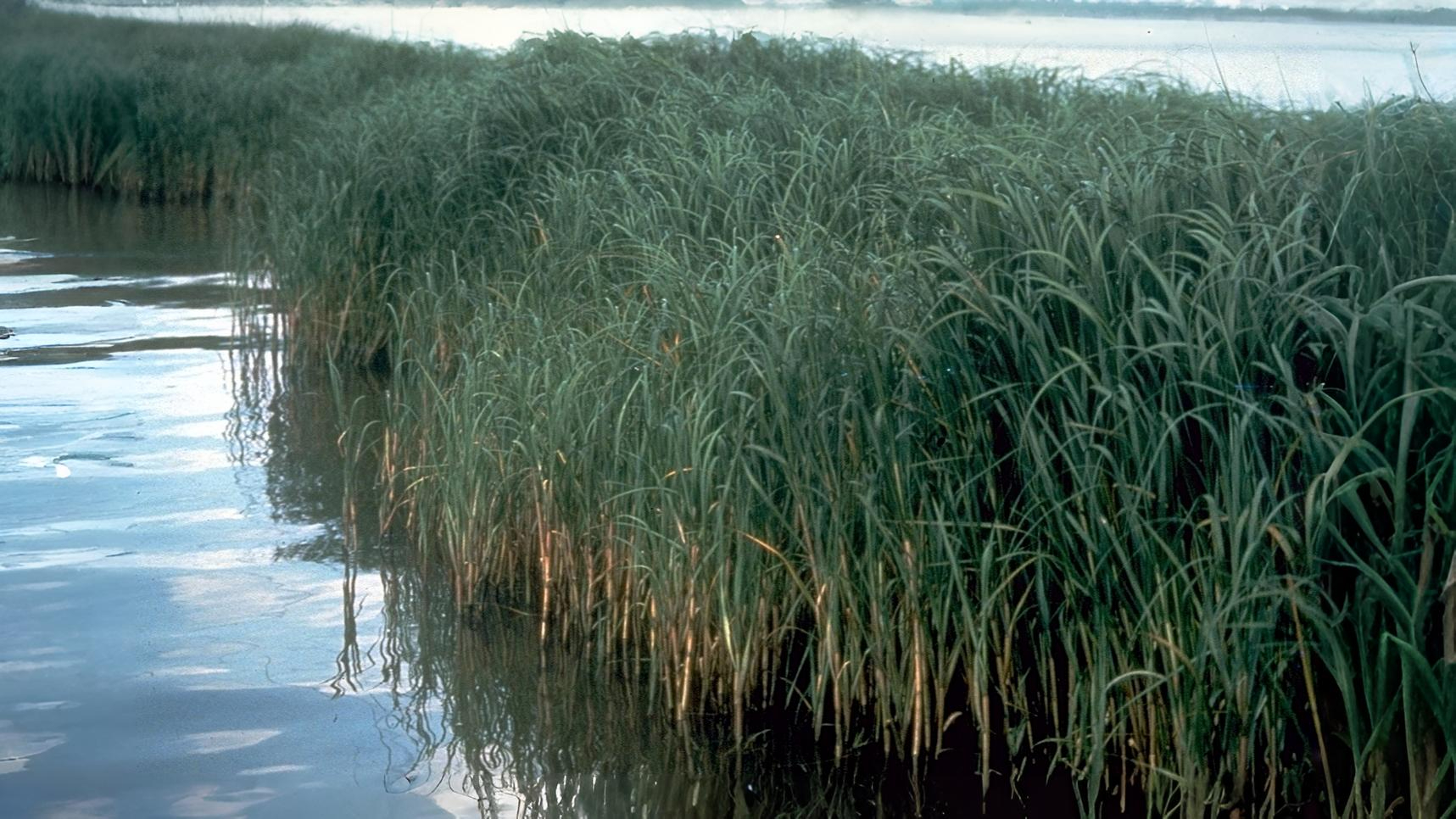 07-Aug Whispering Blades: The Secret World of Grasses & Sedges Section Image