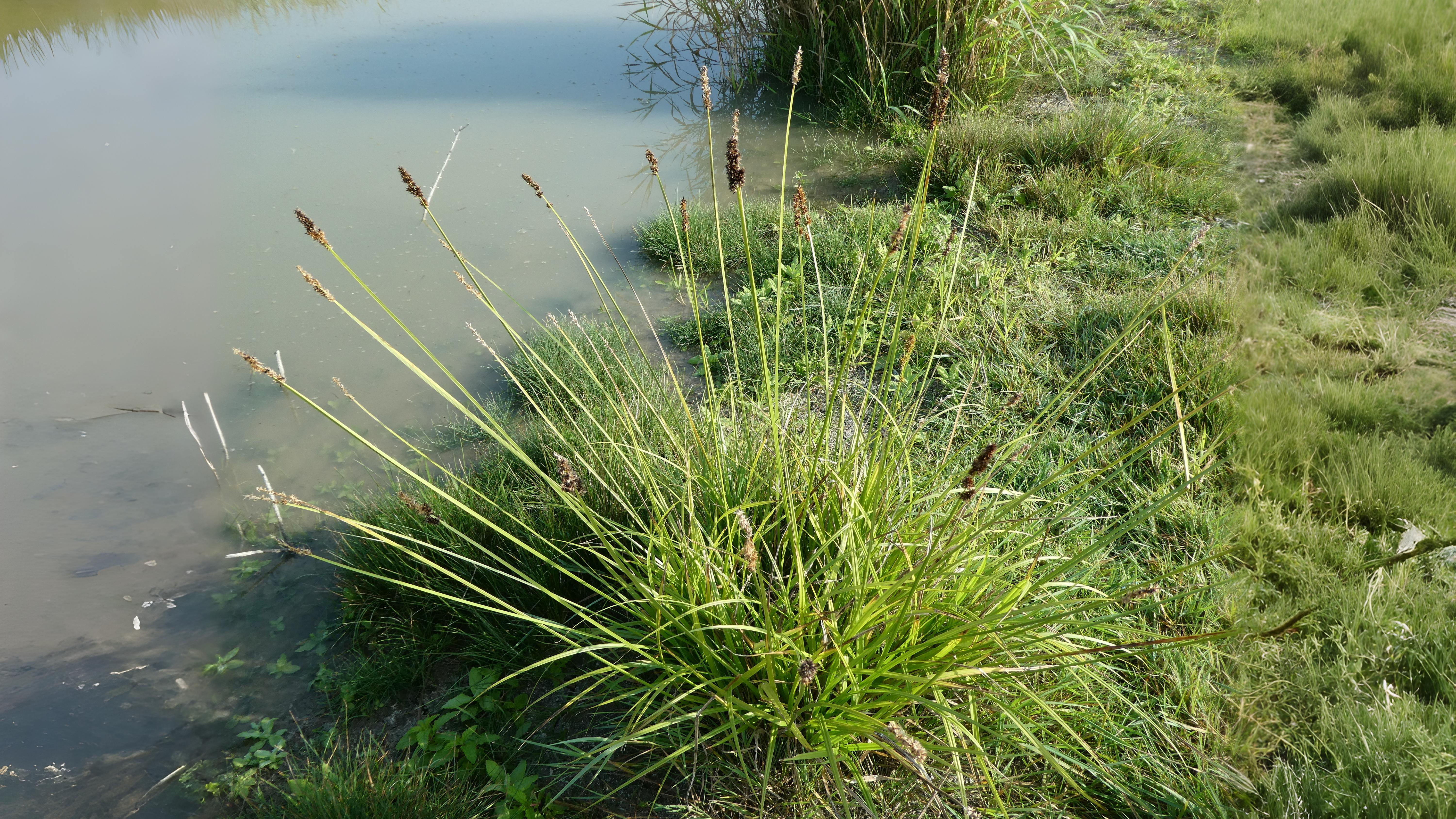 07-Aug Whispering Blades: The Secret World of Grasses & Sedges Section Image