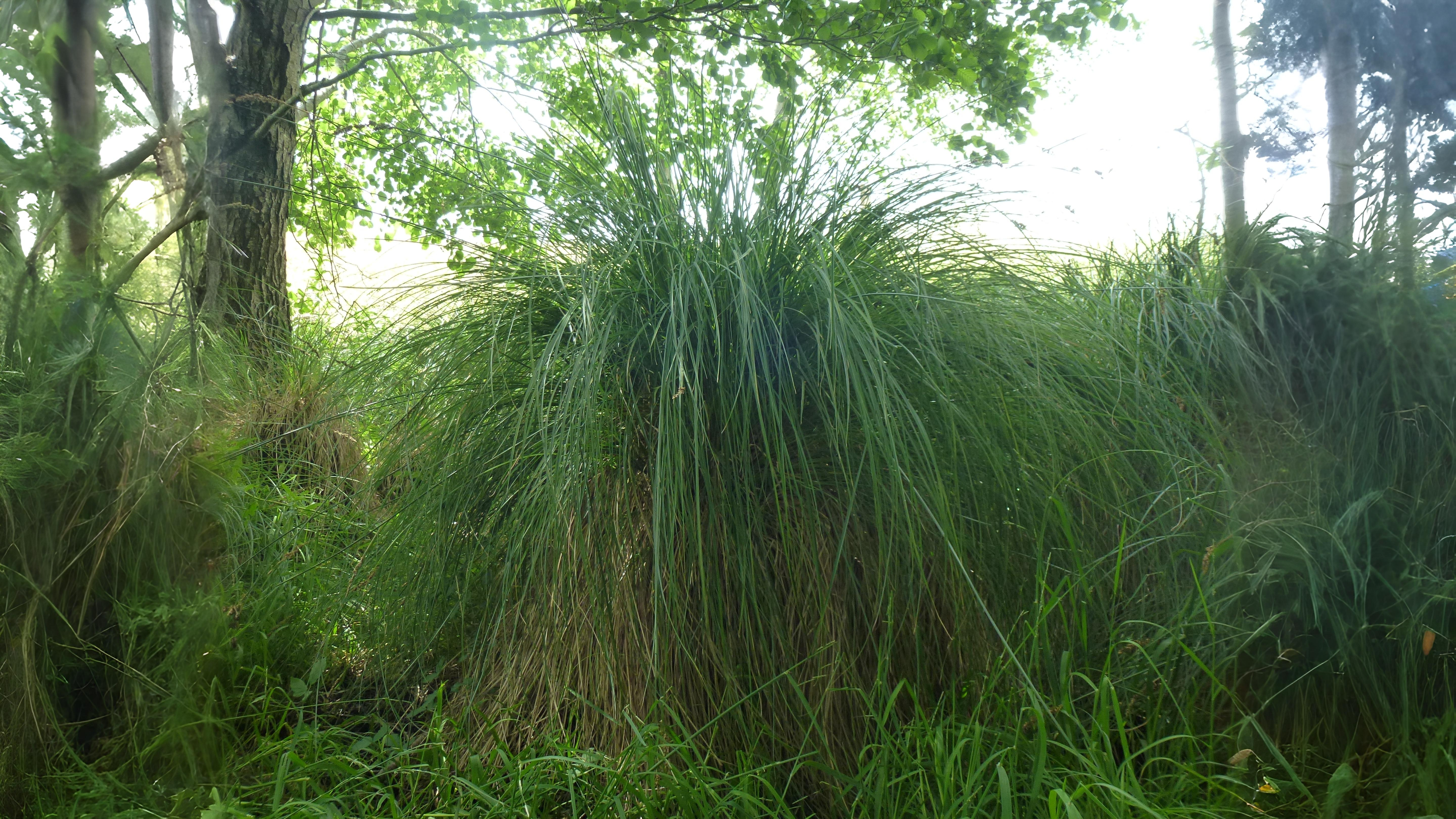 07-Aug Whispering Blades: The Secret World of Grasses & Sedges Section Image