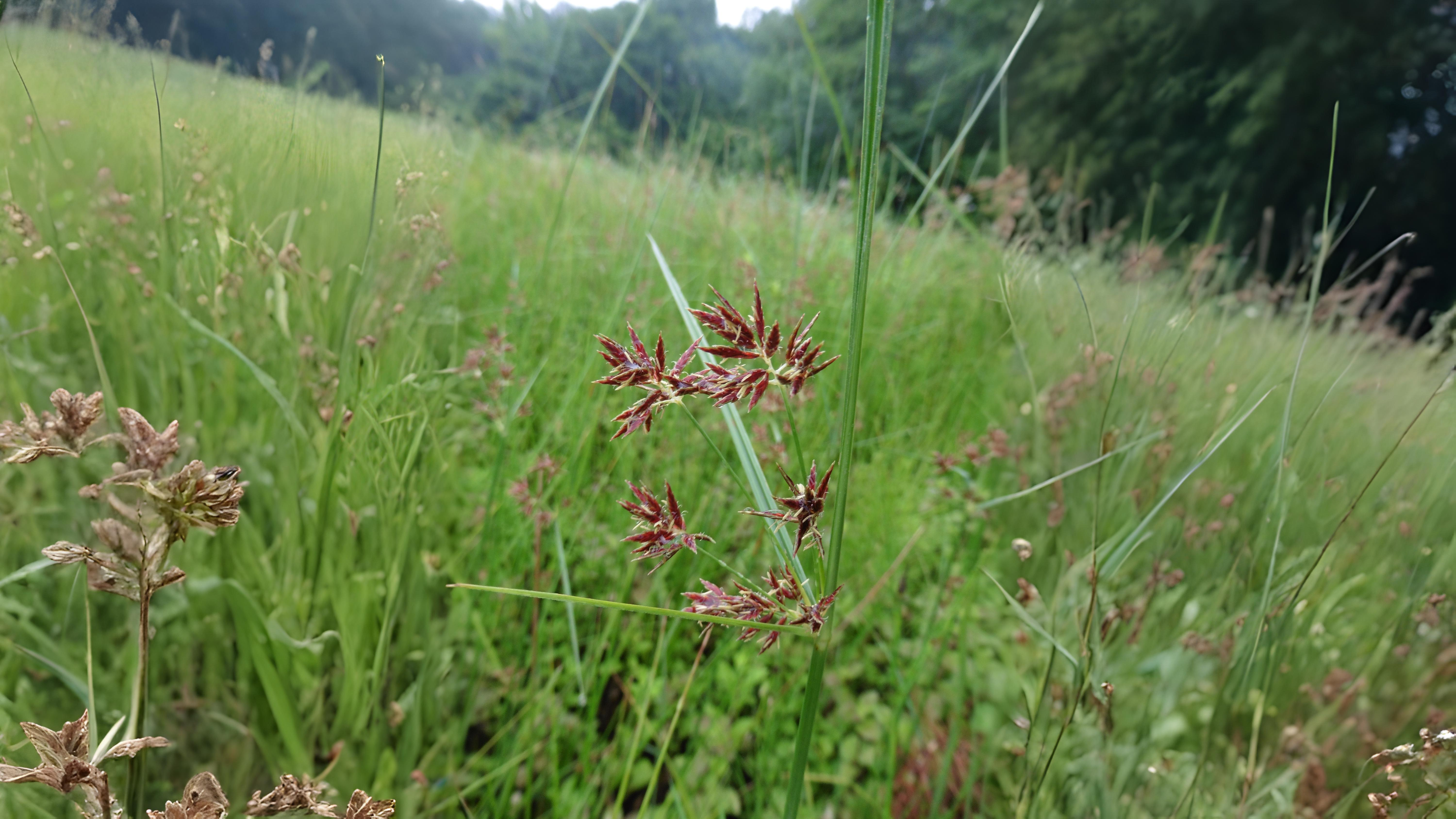 07-Aug Whispering Blades: The Secret World of Grasses & Sedges Section Image