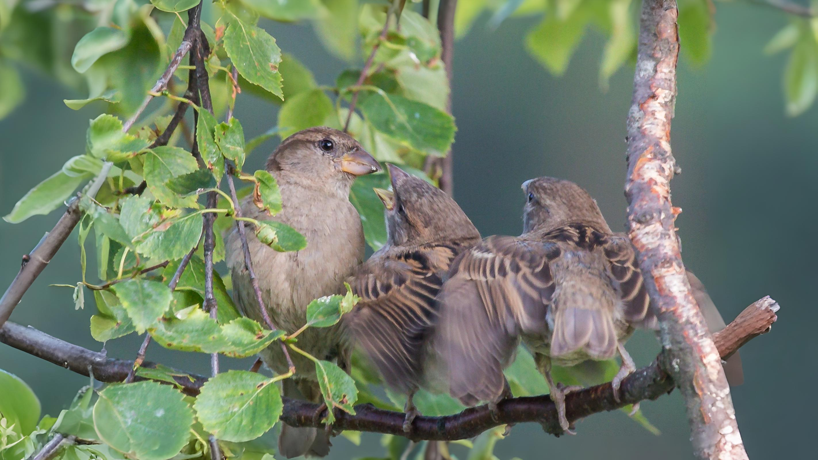 10-Aug August's Fledgling Parade Section Image