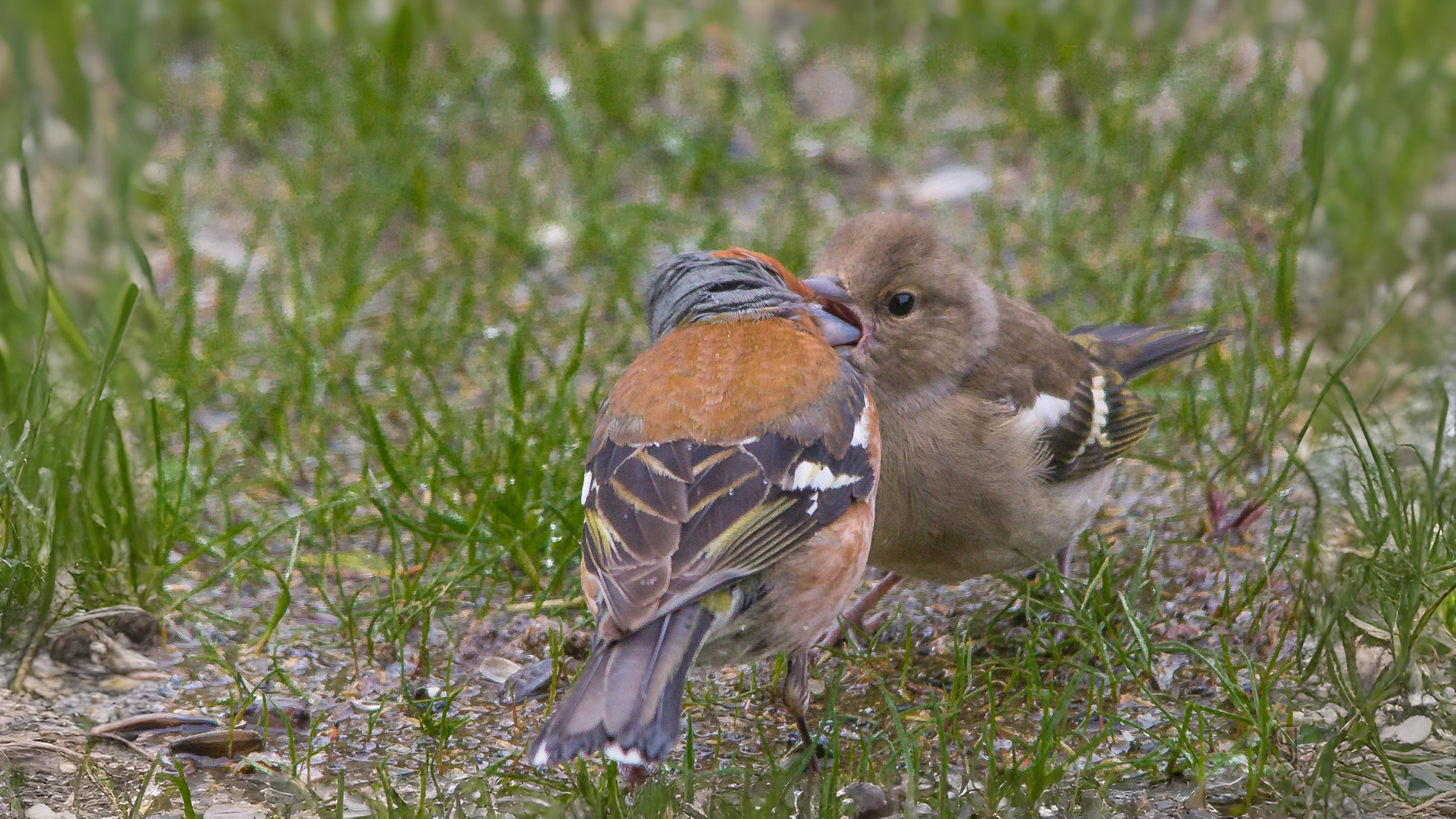 10-Aug August's Fledgling Parade Section Image