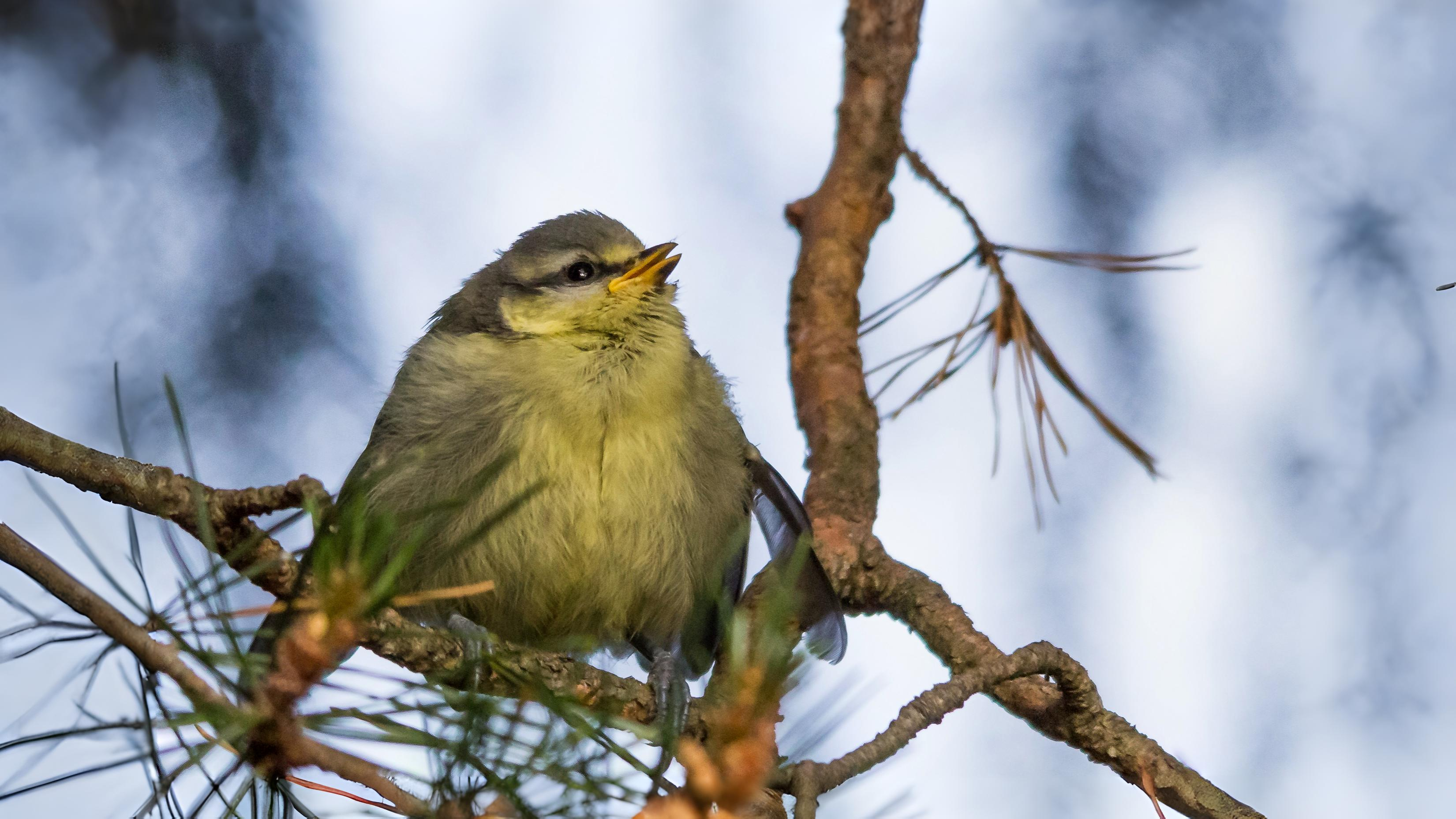 10-Aug August's Fledgling Parade Section Image