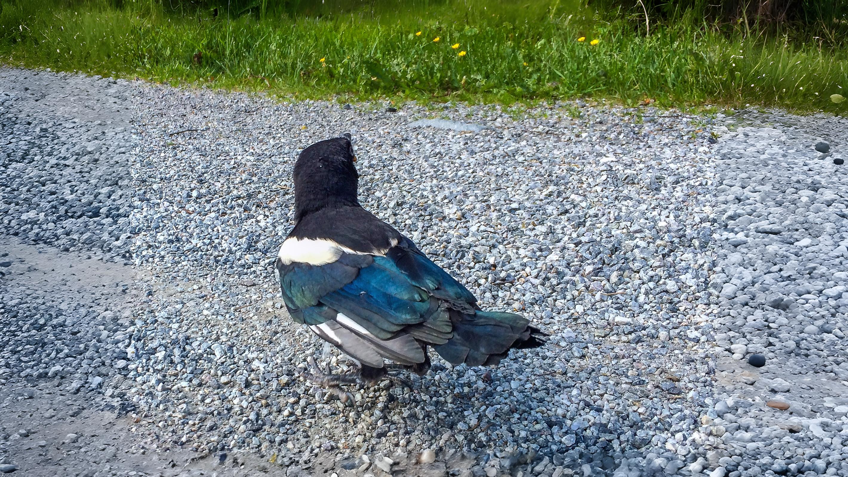10-Aug August's Fledgling Parade Section Image
