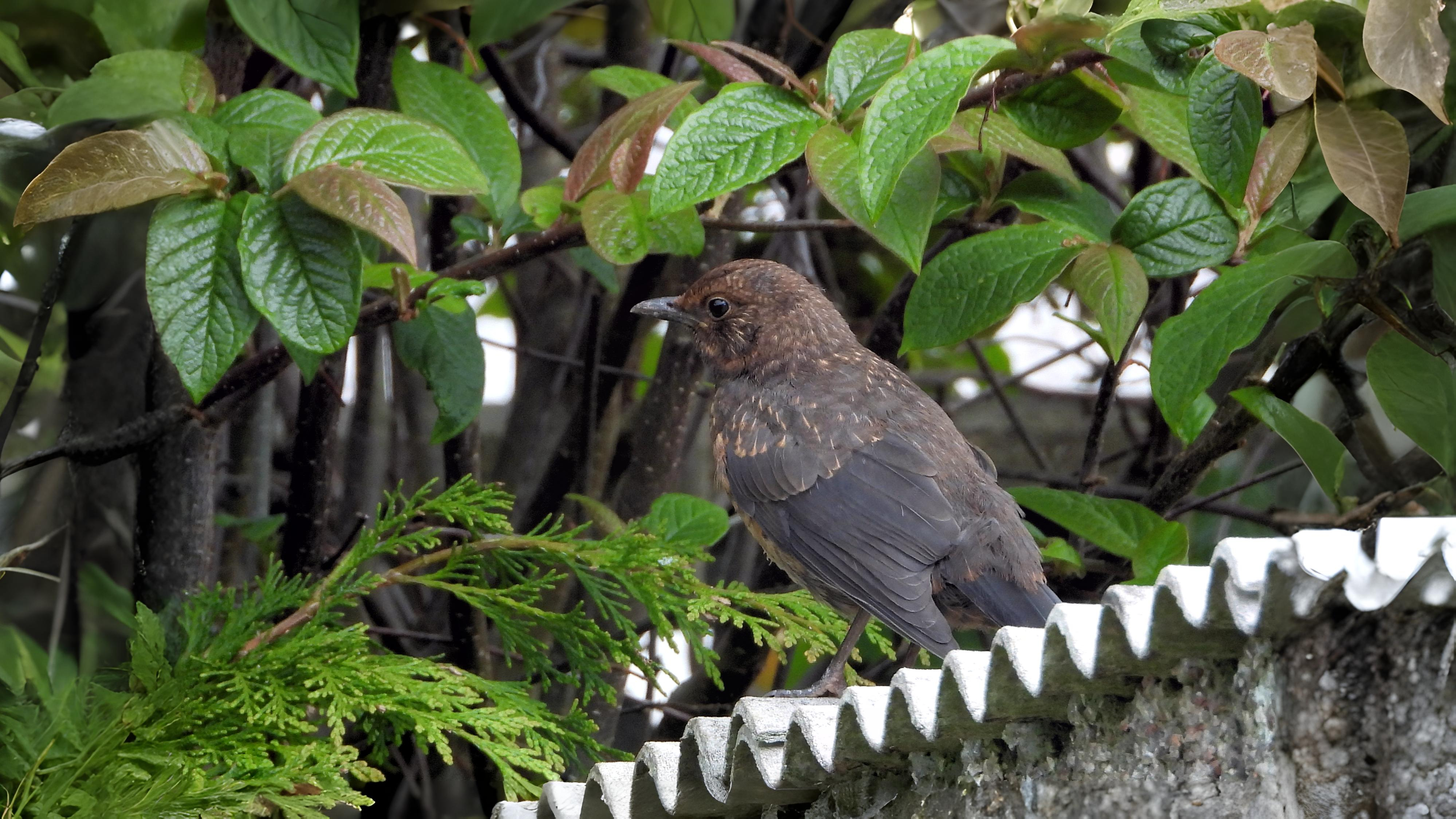 10-Aug August's Fledgling Parade Section Image
