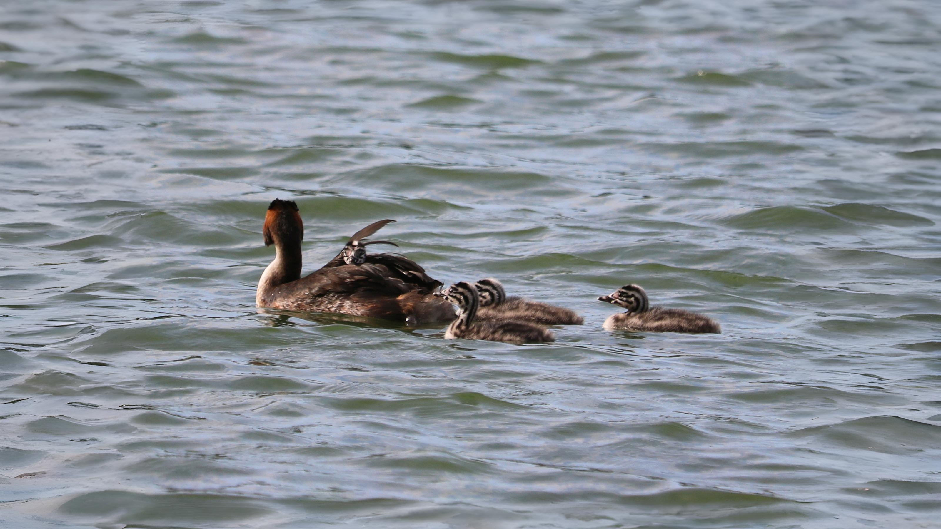 10-Aug August's Fledgling Parade Section Image