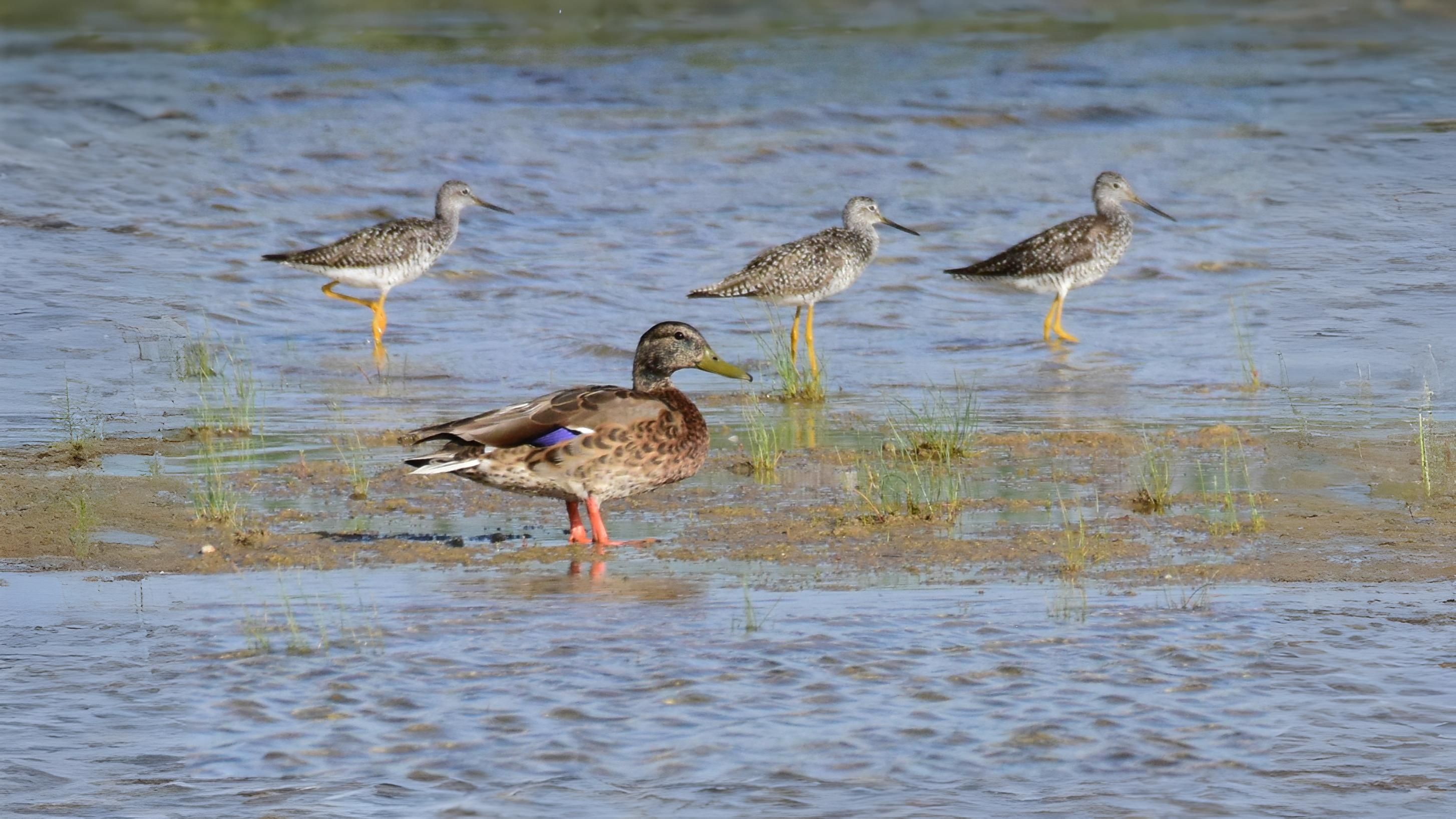 11-Aug Feathers and Flocks Section Image