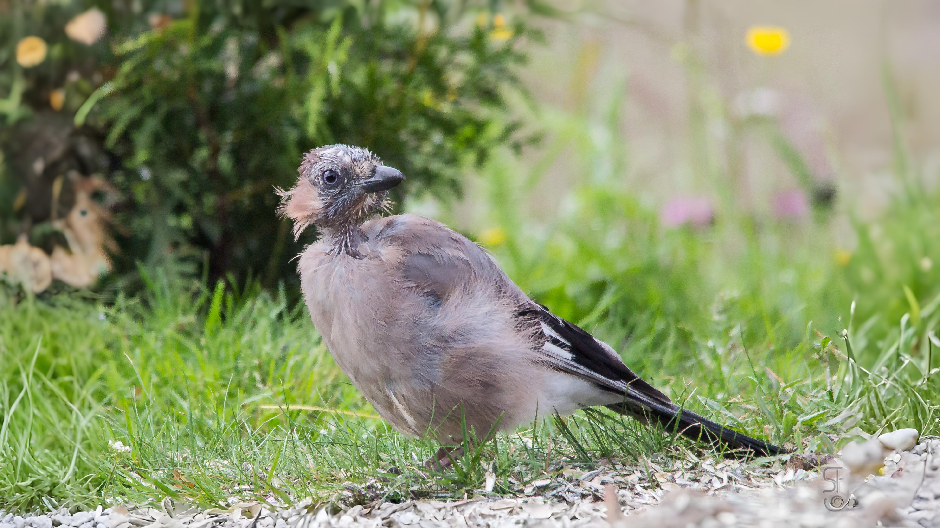 11-Aug Feathers and Flocks Section Image
