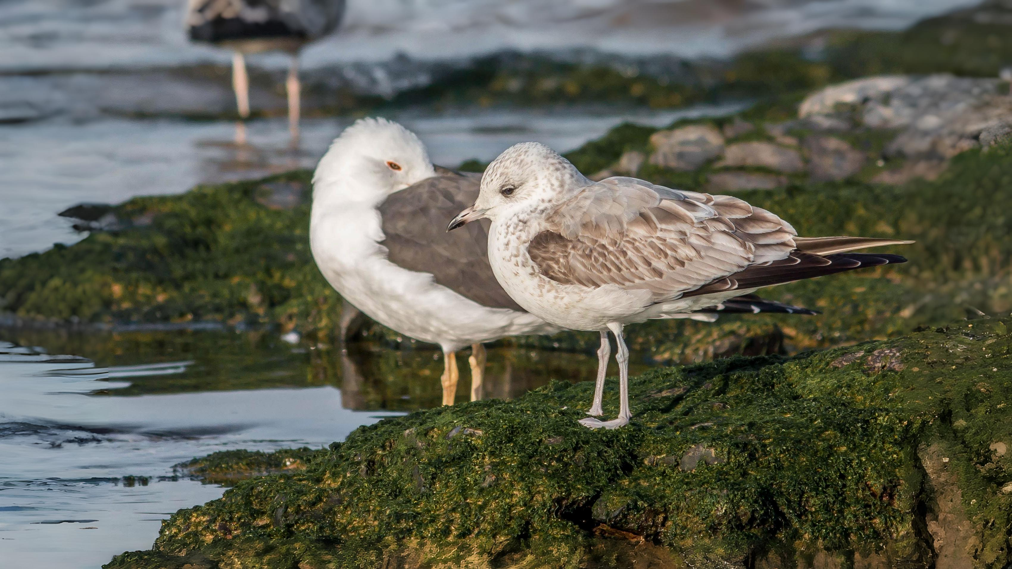 11-Aug Feathers and Flocks Section Image