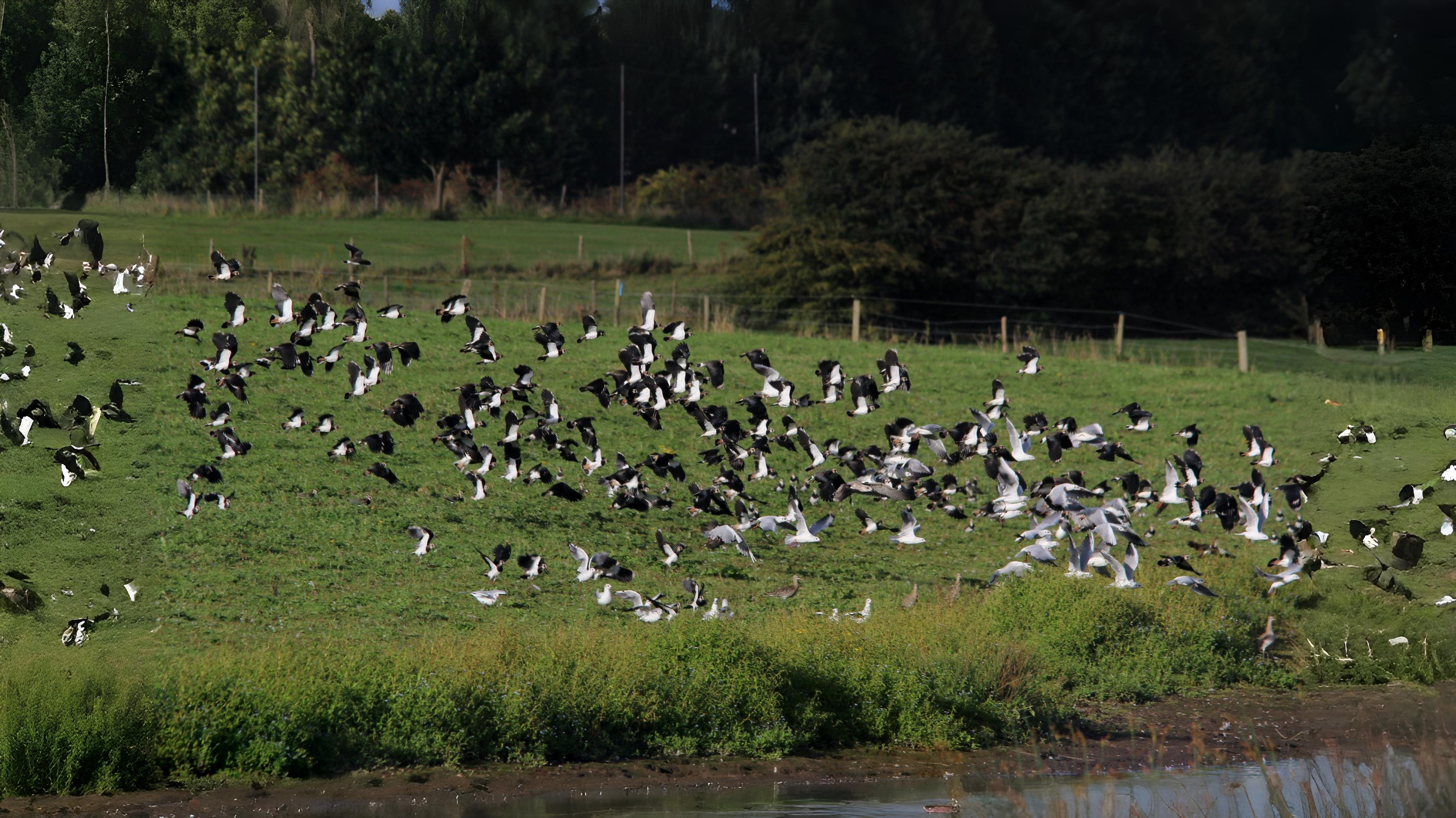 11-Aug Feathers and Flocks Section Image