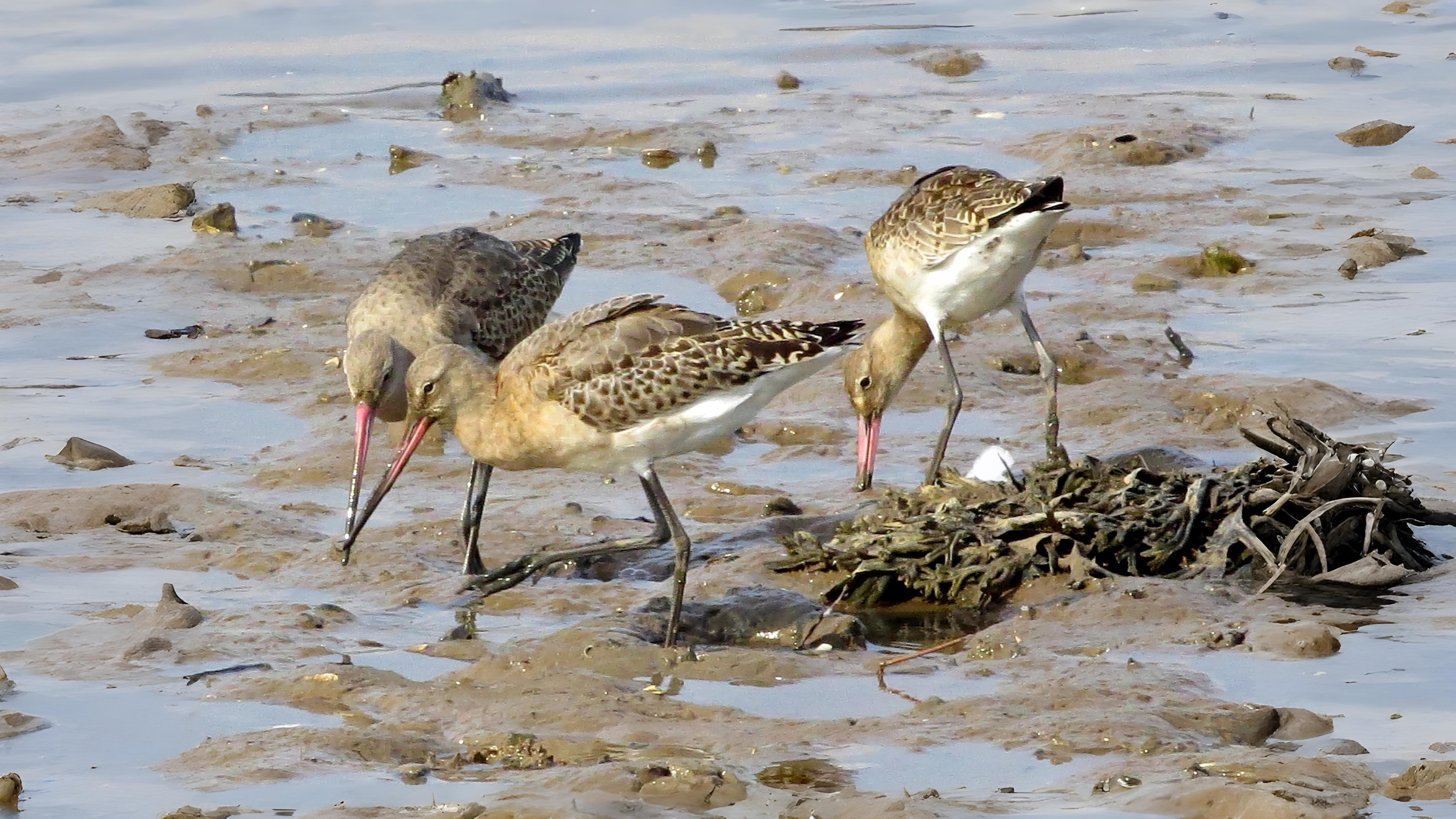 11-Aug Feathers and Flocks Section Image