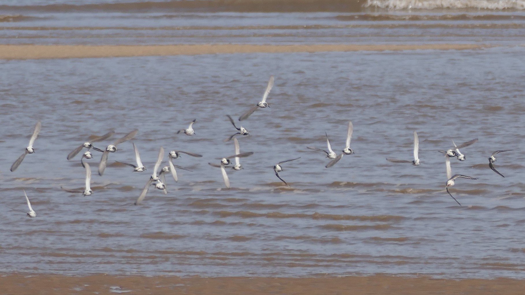11-Aug Feathers and Flocks Section Image