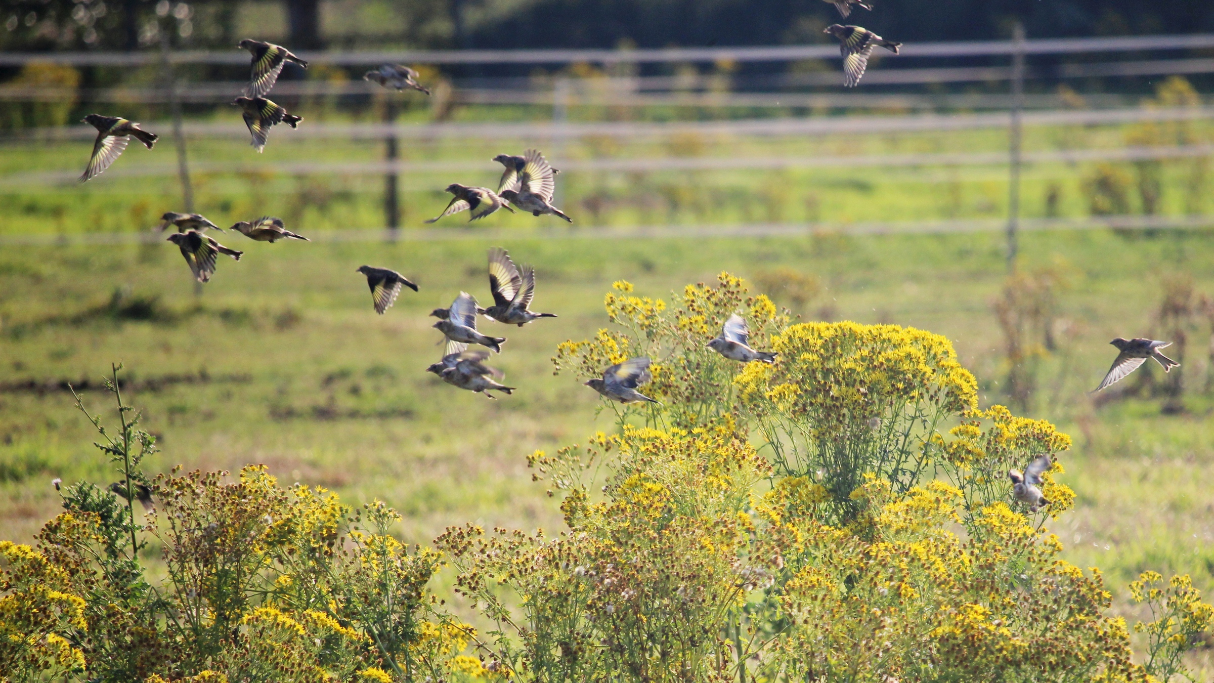 11-Aug Feathers and Flocks Section Image