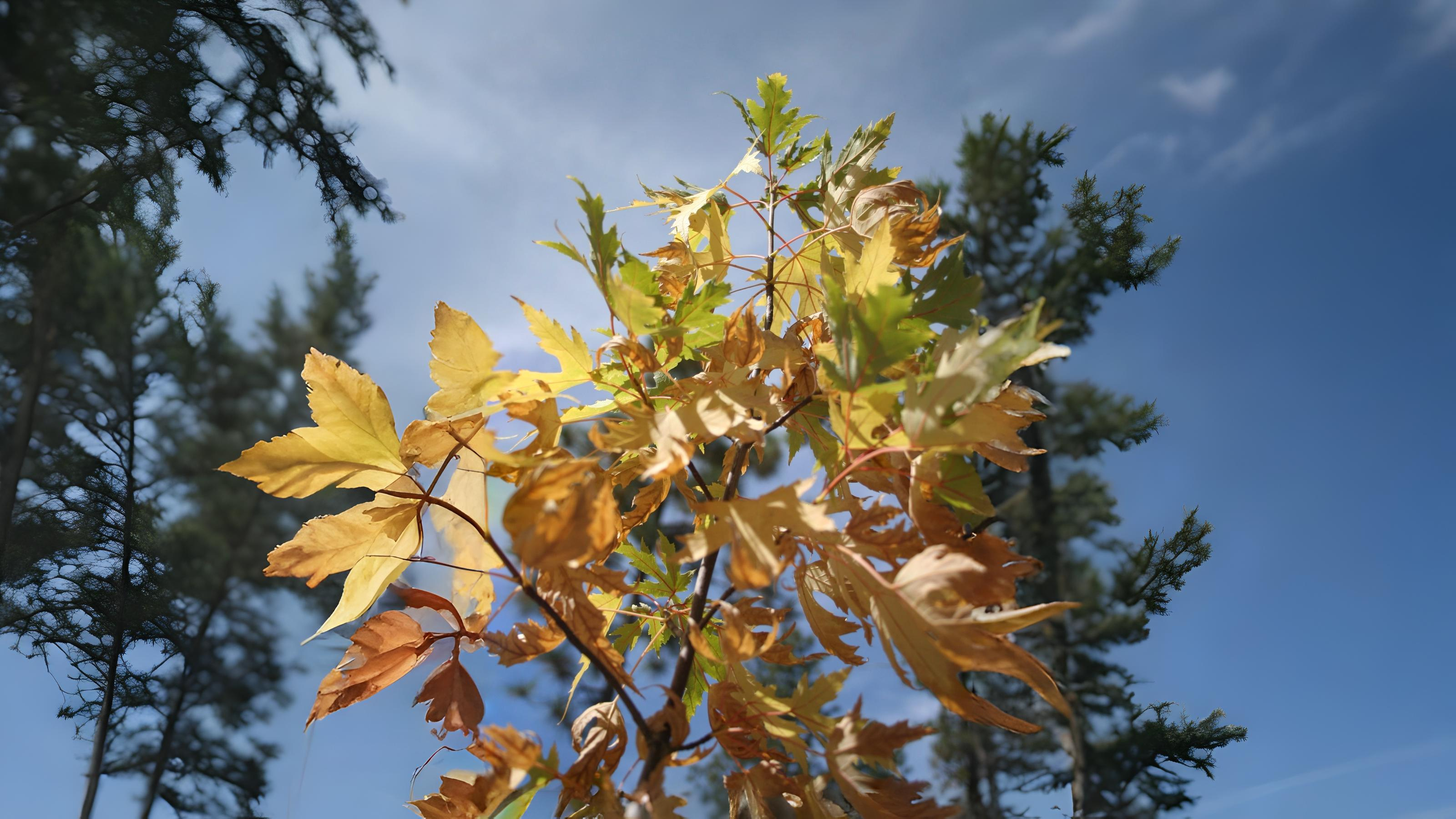 13-Aug The First Stroke of Autumn's Brush Section Image
