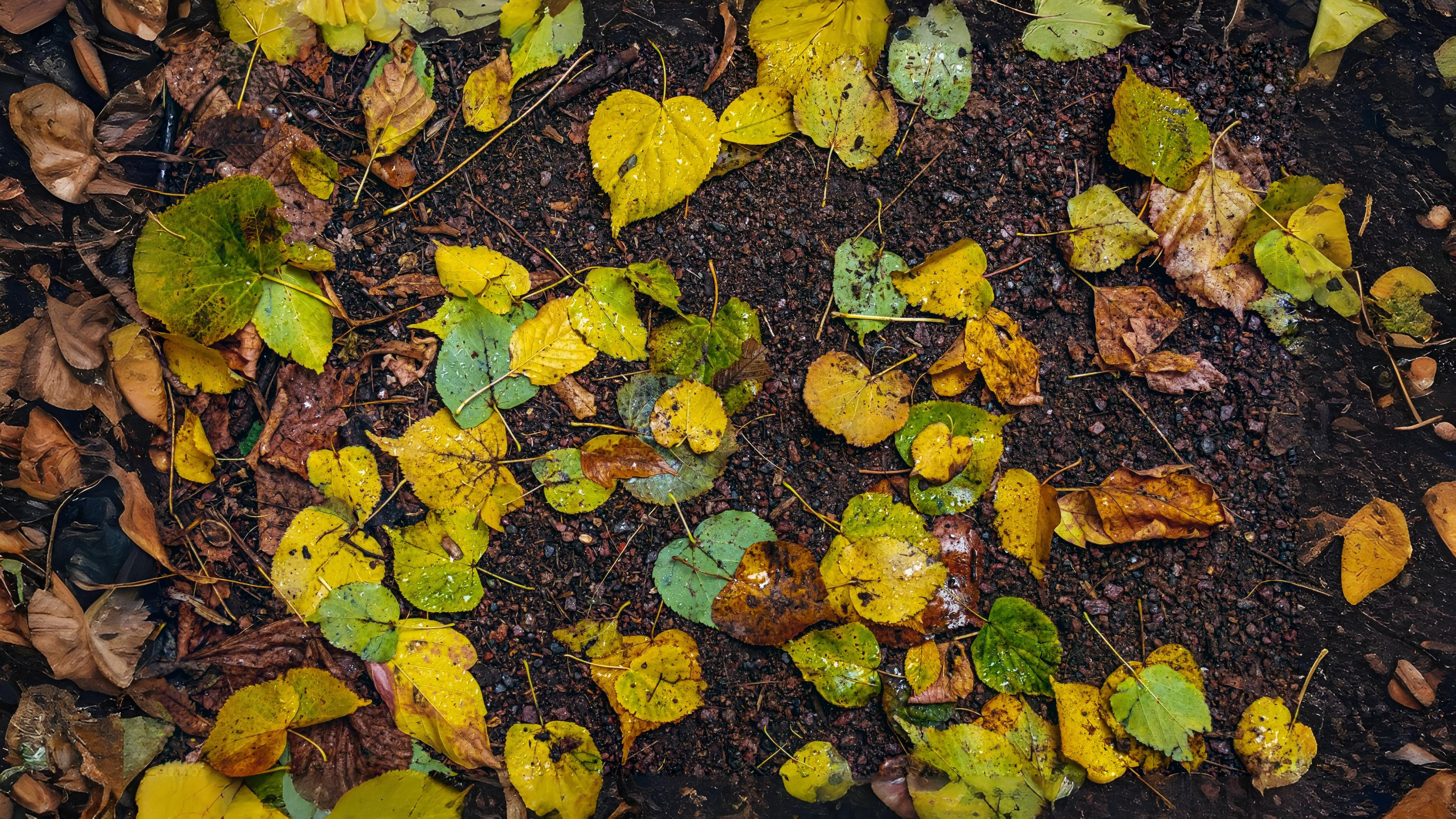 13-Aug The First Stroke of Autumn's Brush Section Image