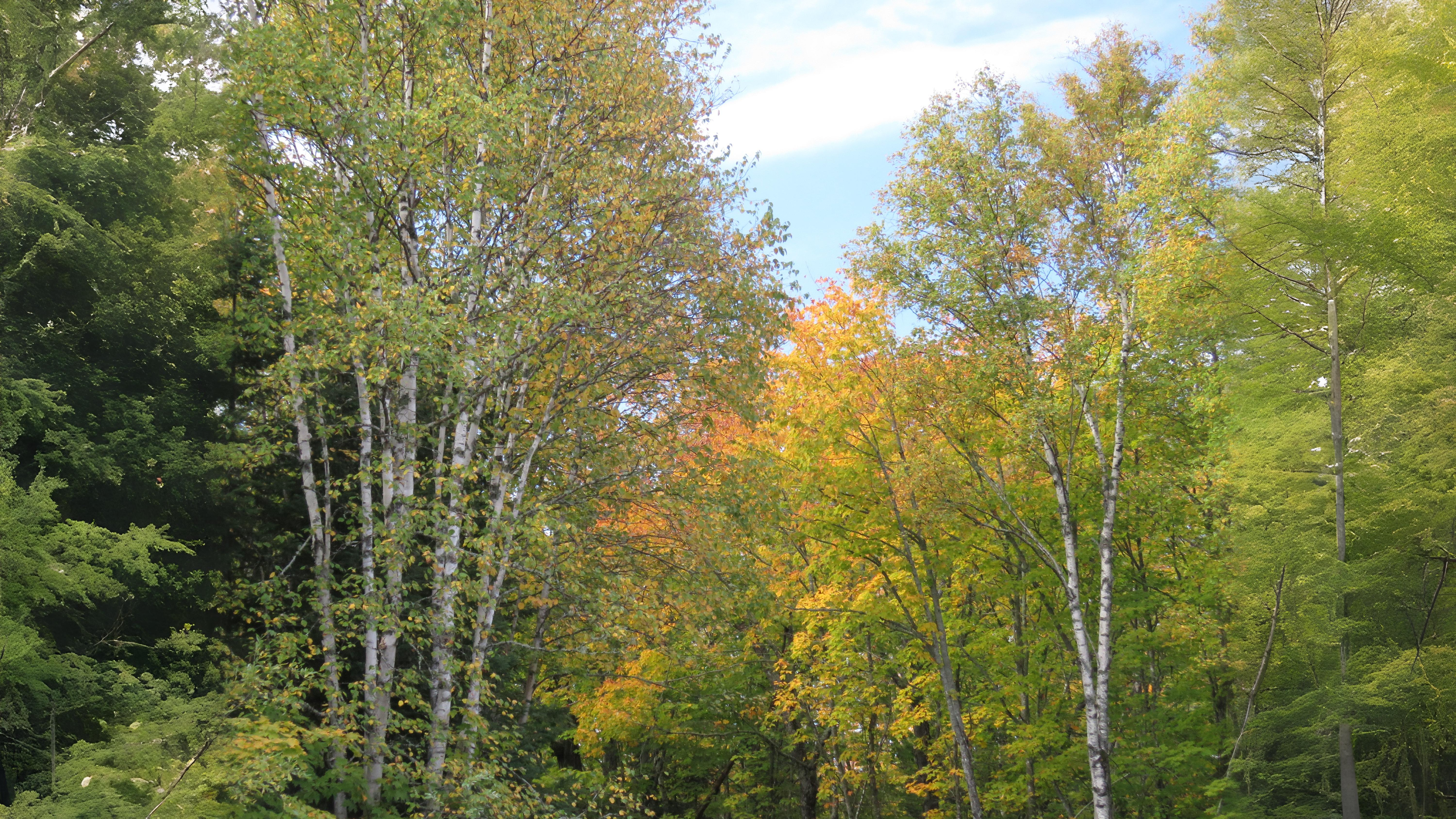 13-Aug The First Stroke of Autumn's Brush Section Image