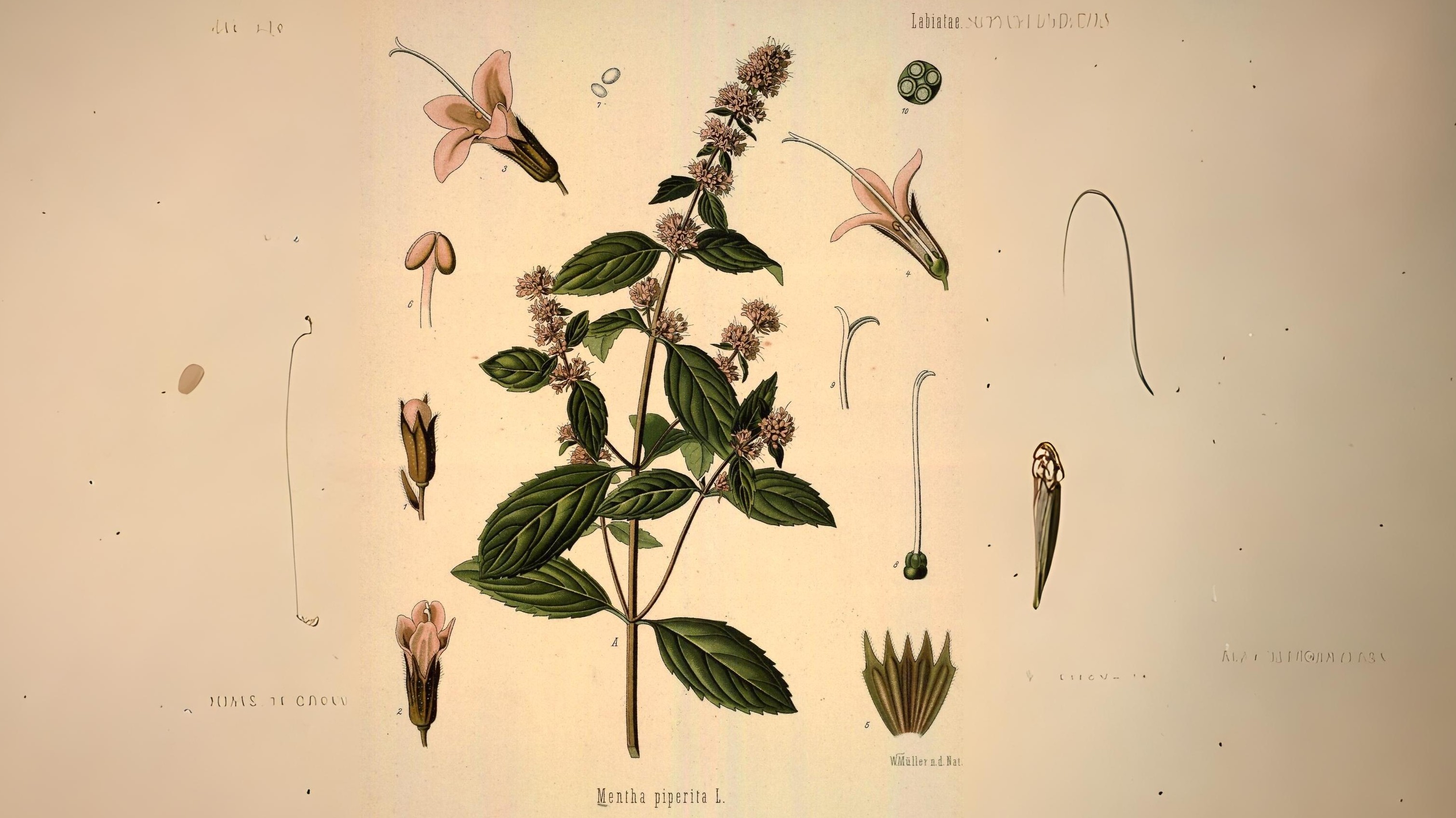 15-Aug Late Summer's Perfume Section Image