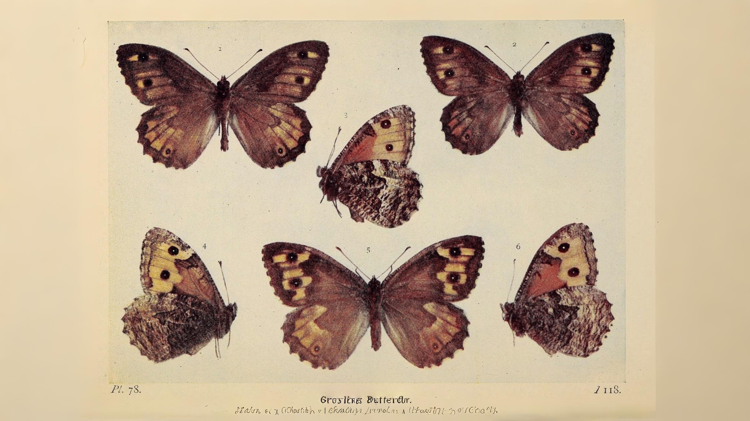 16-Aug Butterfly Season Section Image