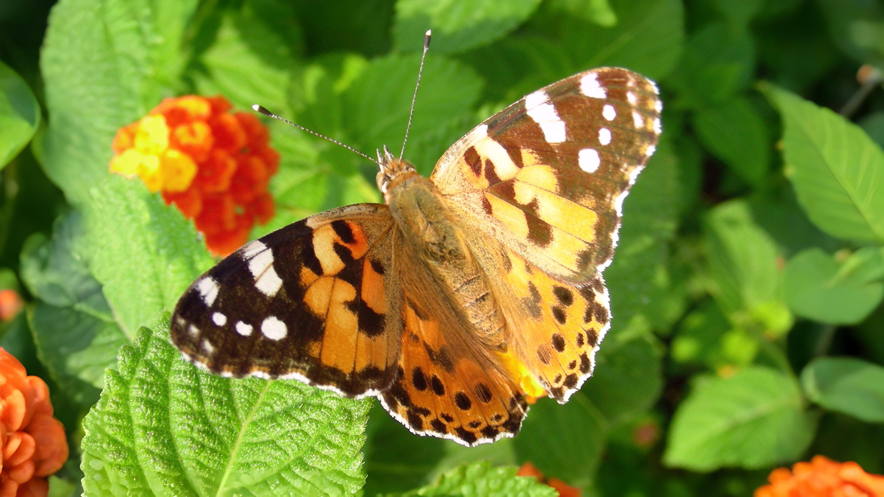 16-Aug Butterfly Season Section Image