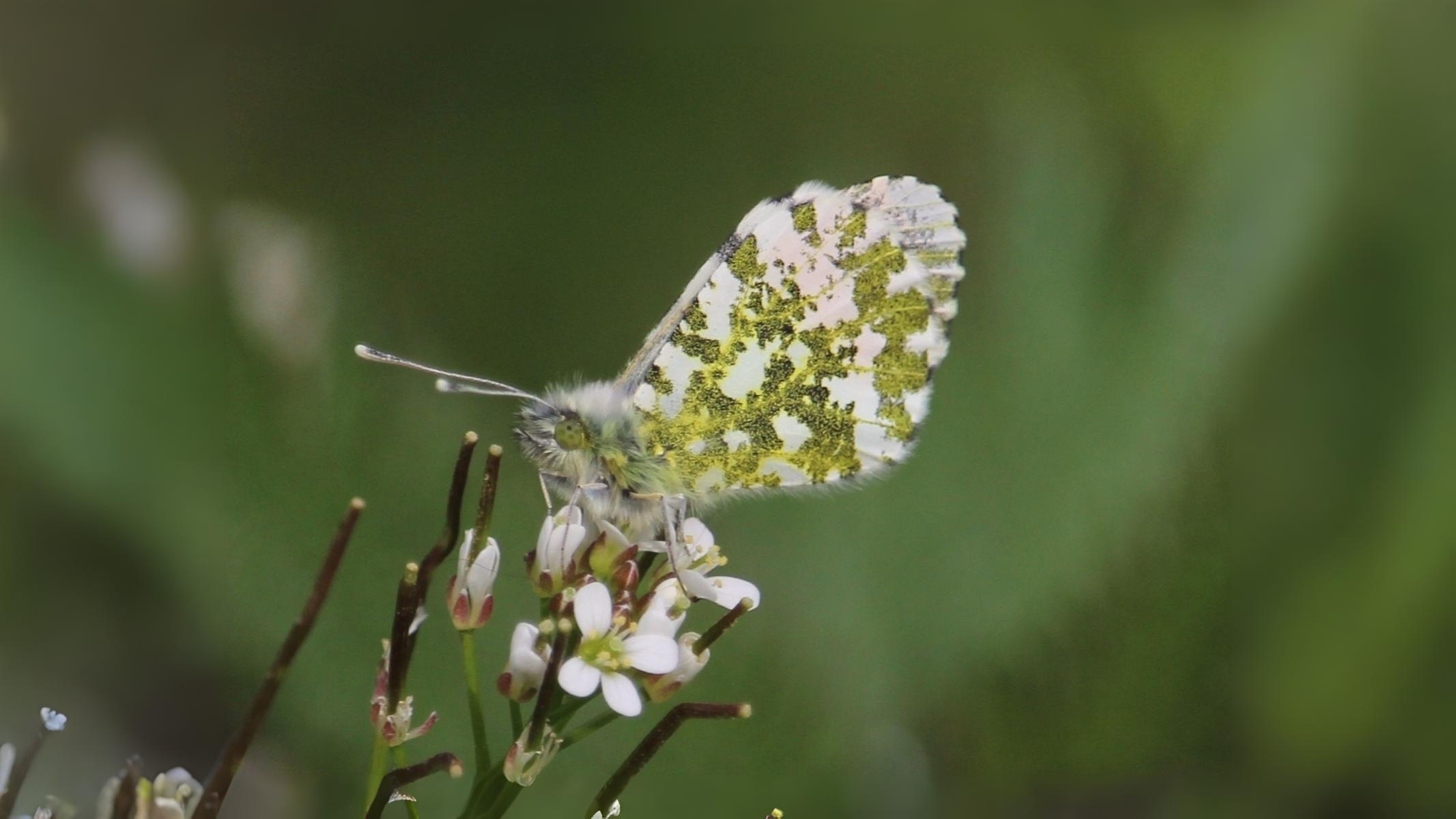 16-Aug Butterfly Season Section Image