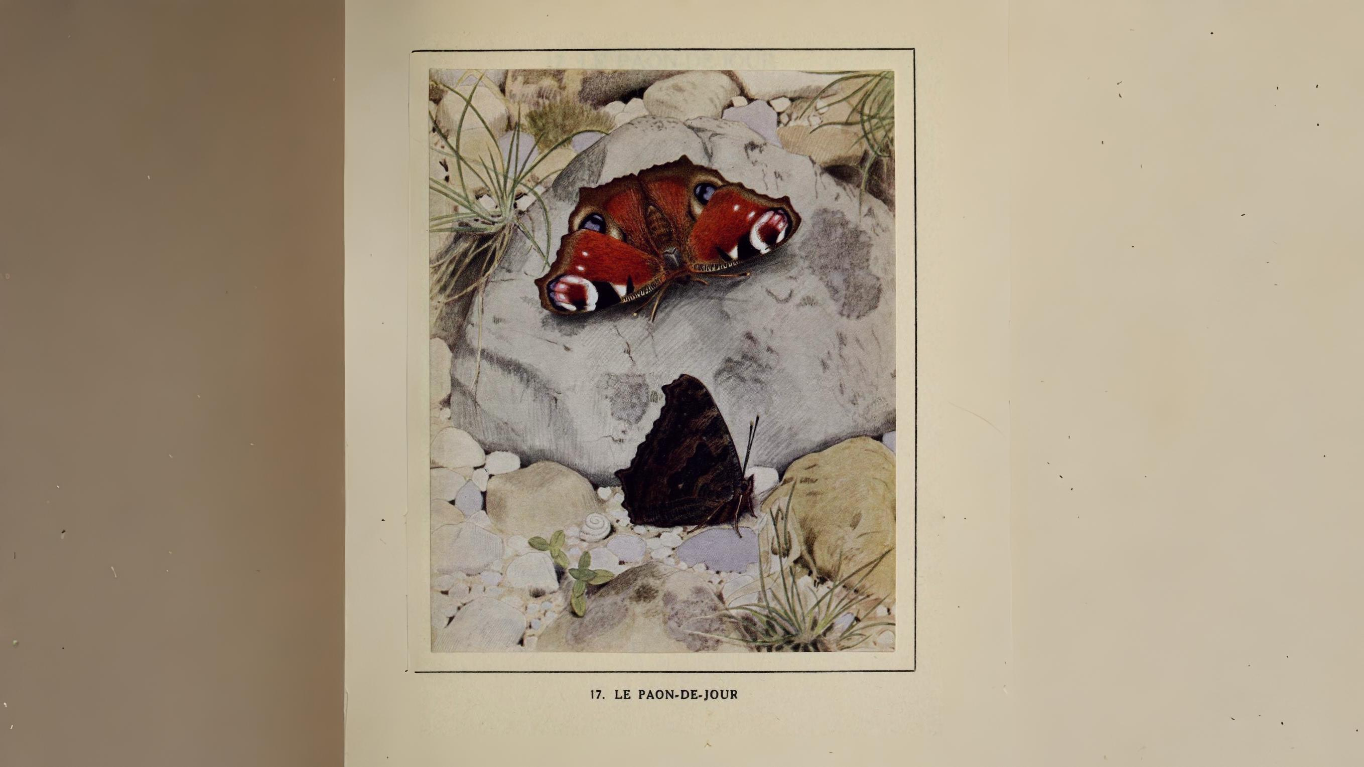17-Aug Butterfly Courtship Section Image