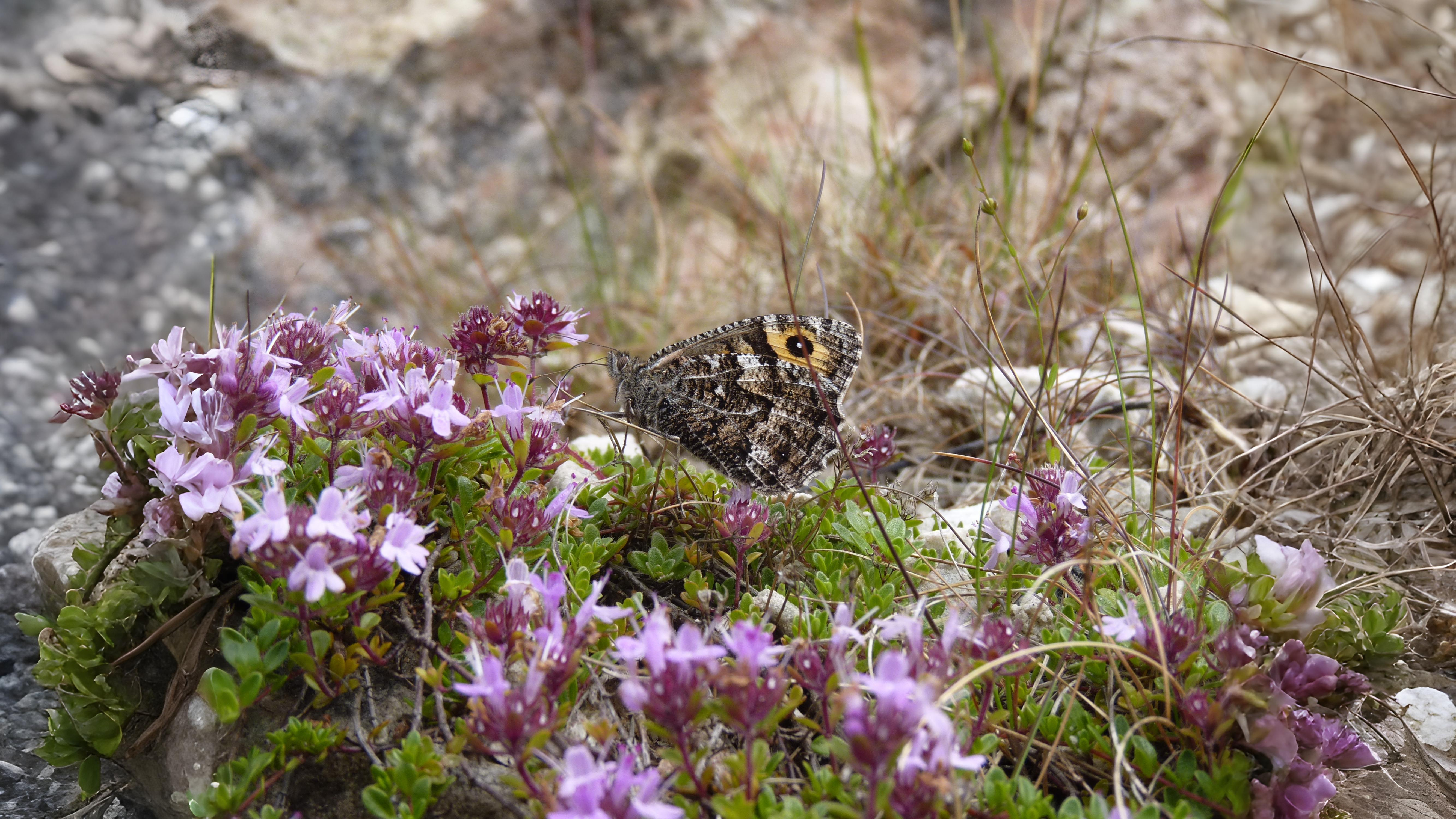 17-Aug Butterfly Courtship Section Image