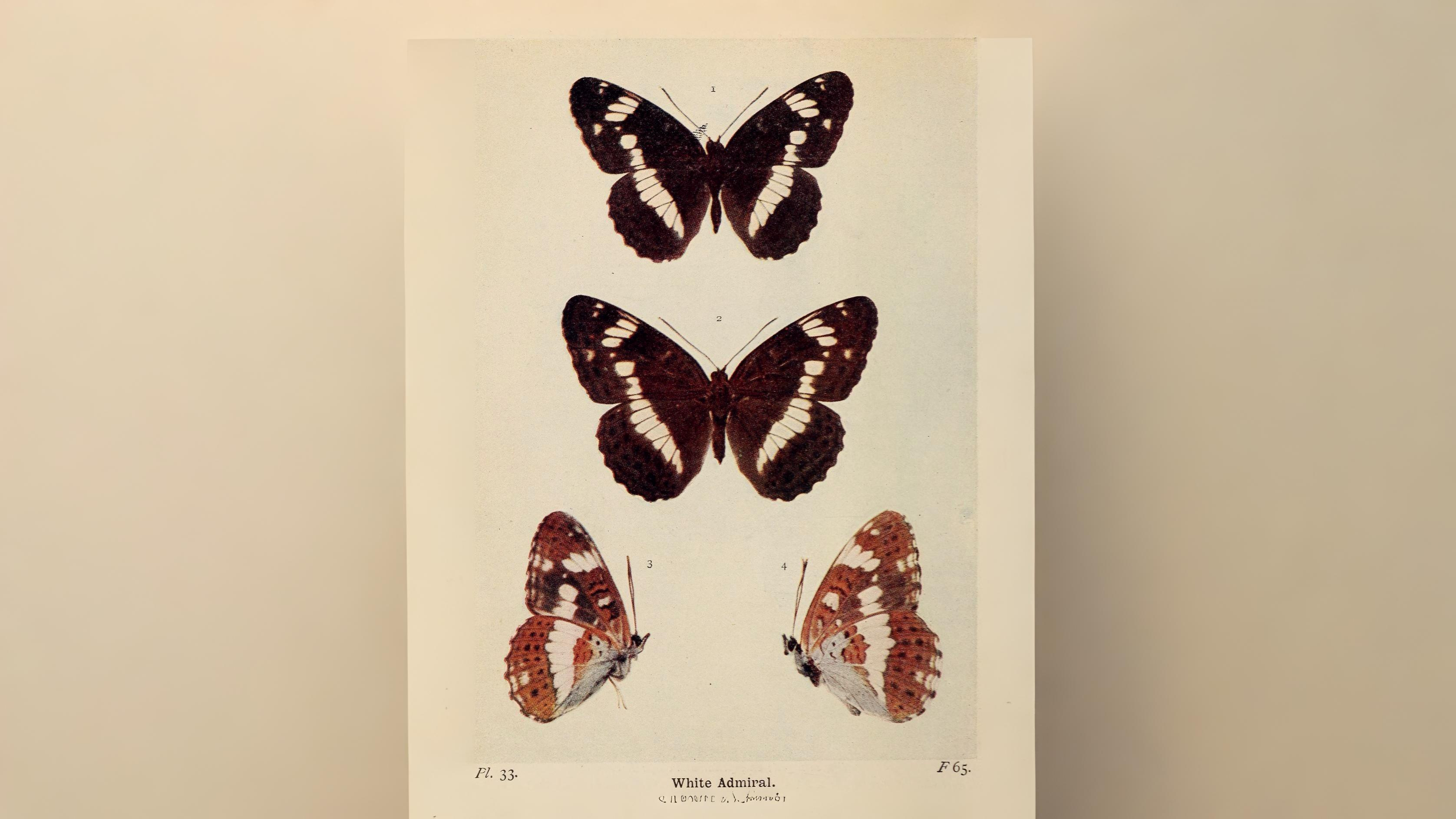 17-Aug Butterfly Courtship Section Image