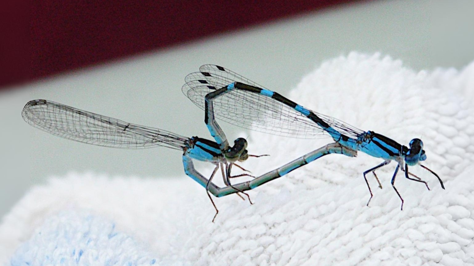 18-Aug The Last Dance of the Dragonflies Section Image