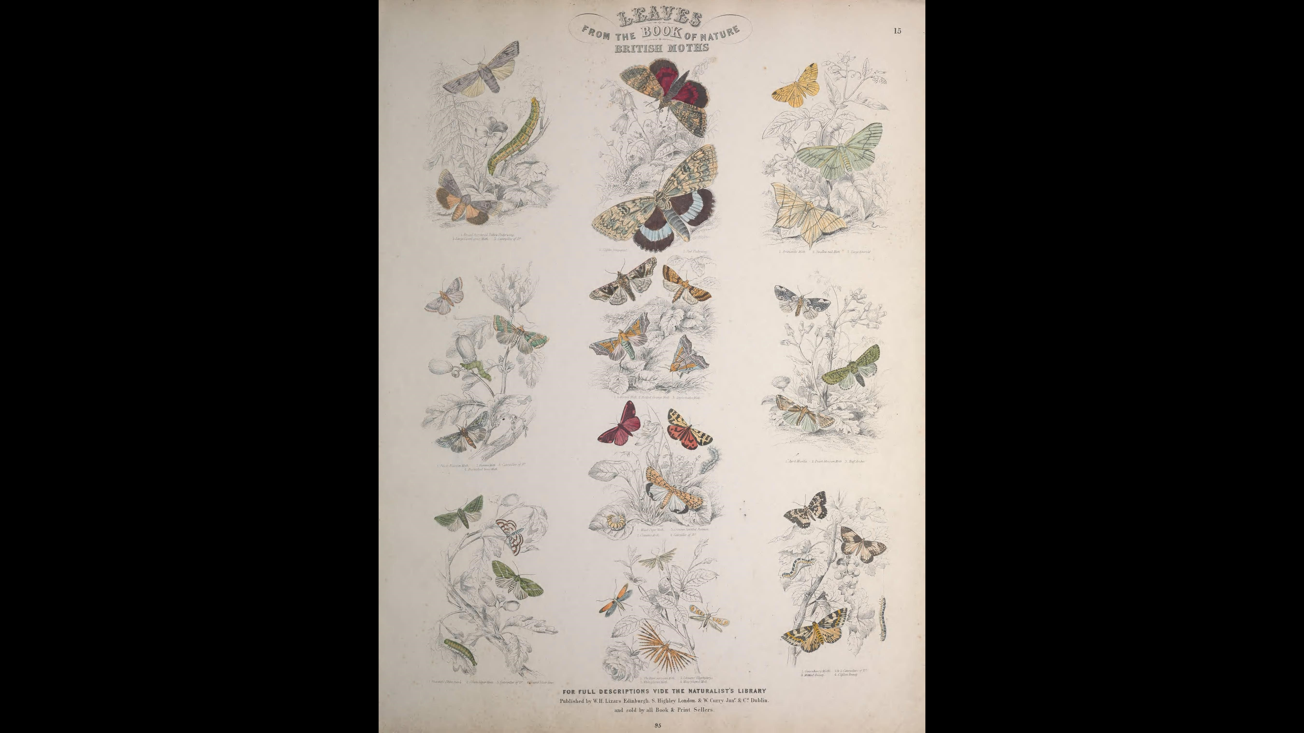 19-Aug Moths of a Summer Night Section Image