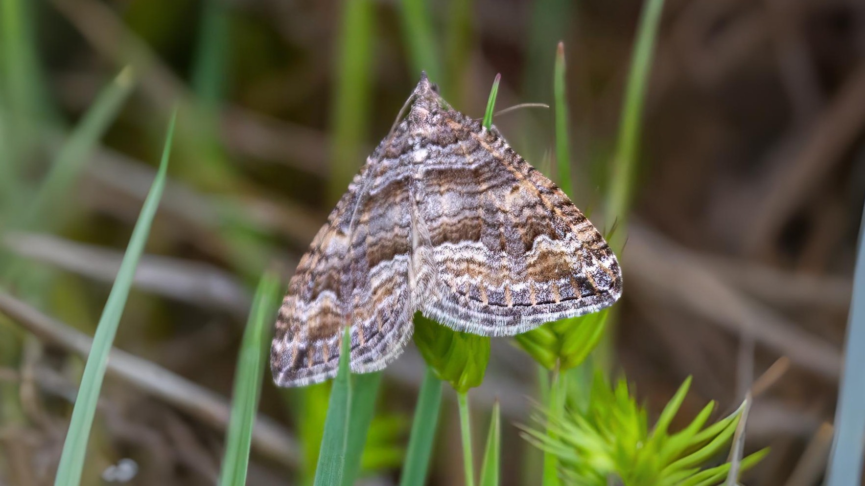 19-Aug Moths of a Summer Night Section Image