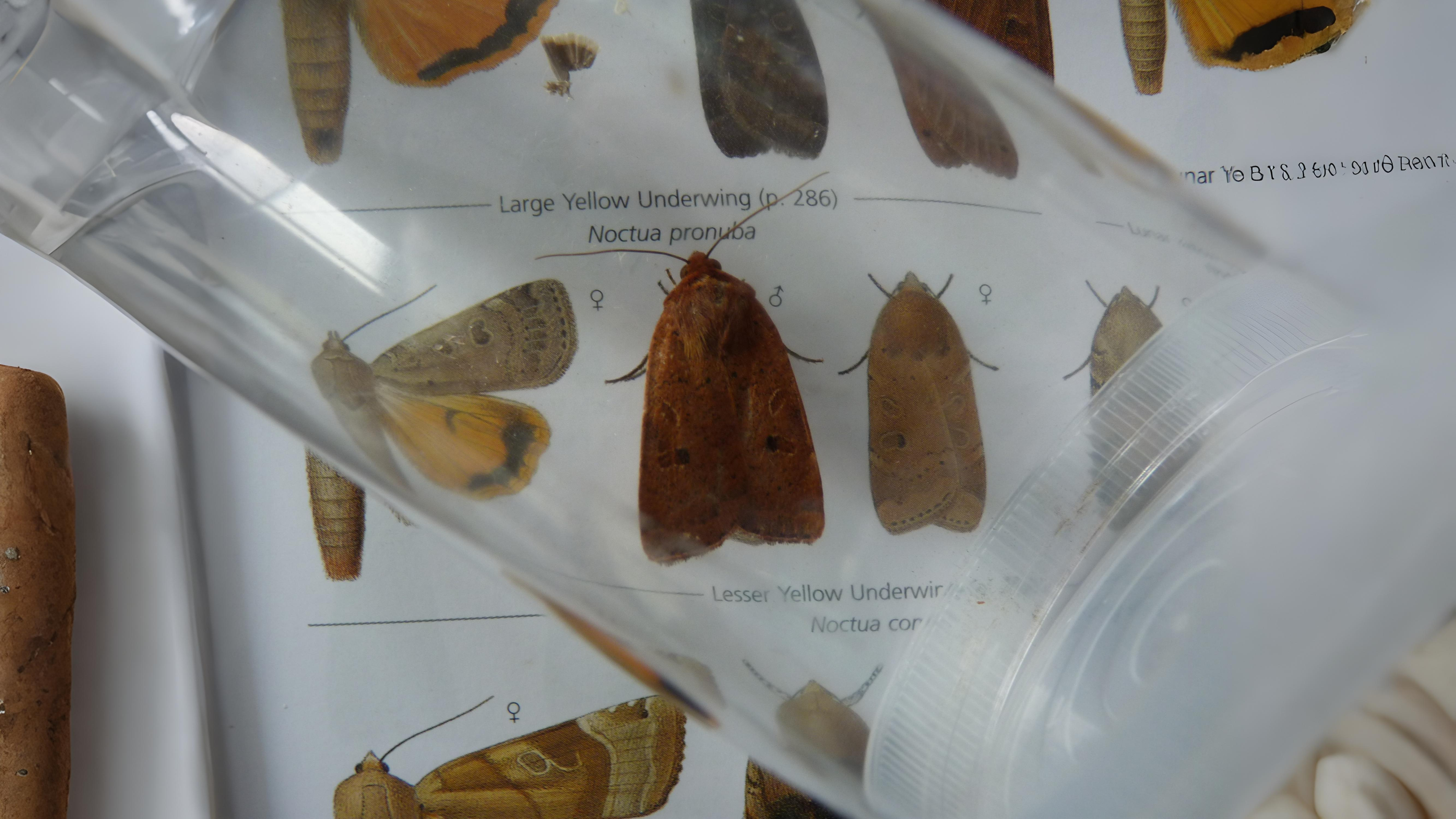19-Aug Moths of a Summer Night Section Image