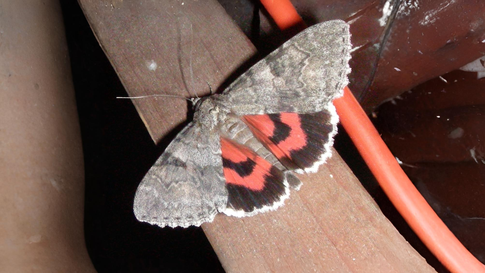 19-Aug Moths of a Summer Night Section Image
