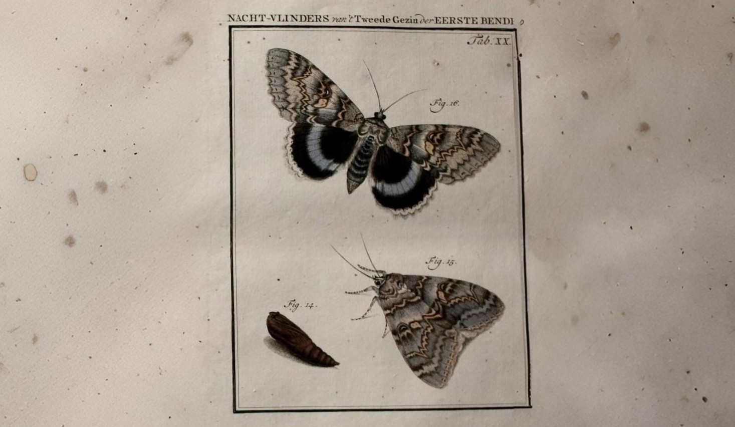 19-Aug Moths of a Summer Night Section Image