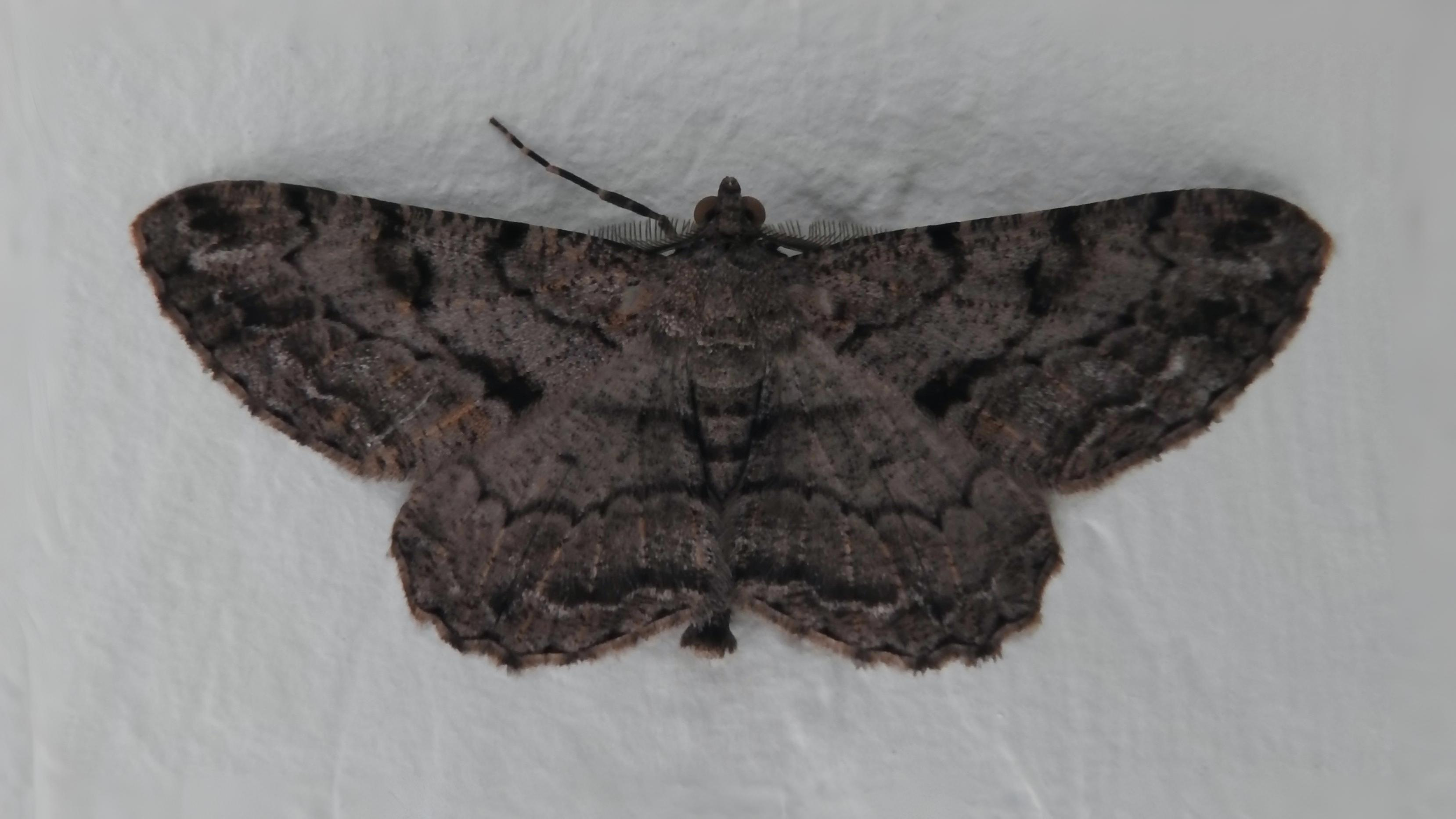 19-Aug Moths of a Summer Night Section Image