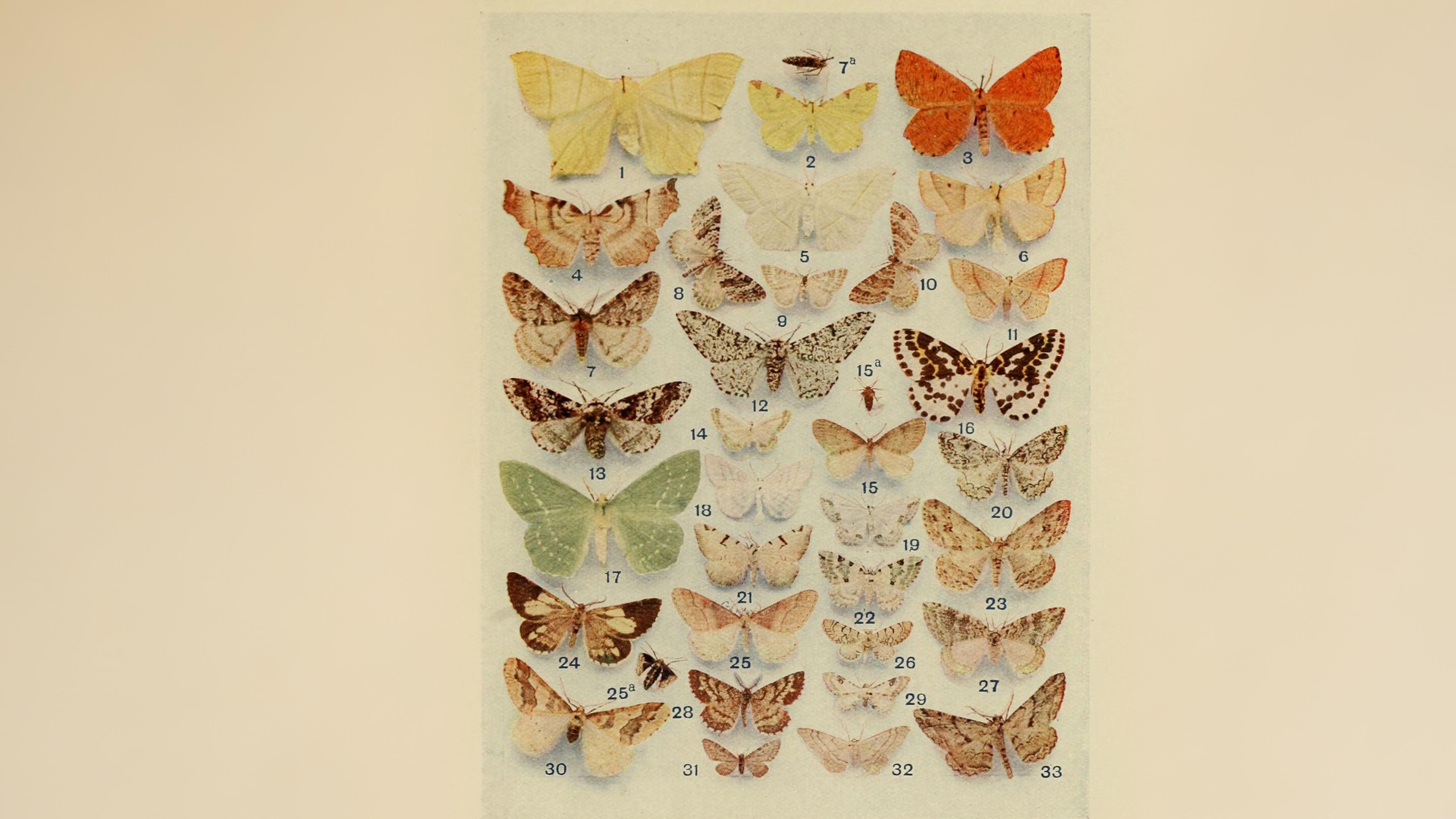 20-Aug Moths of Marsh and Woodland Section Image