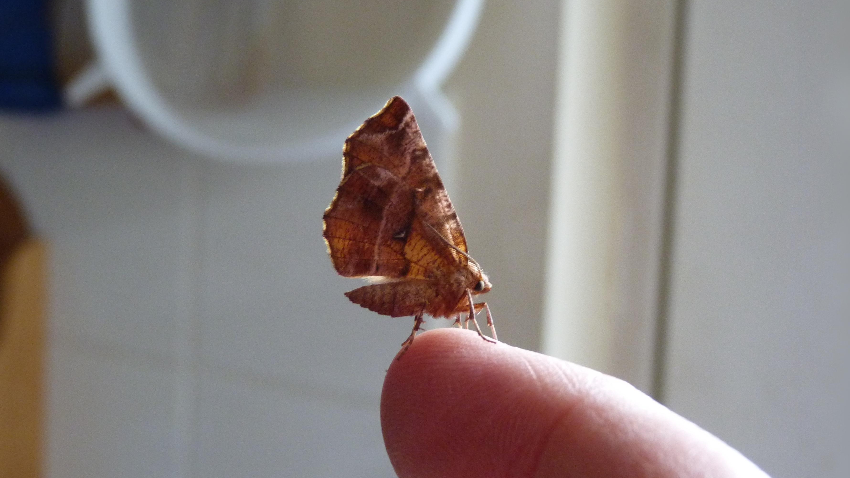 20-Aug Moths of Marsh and Woodland Section Image