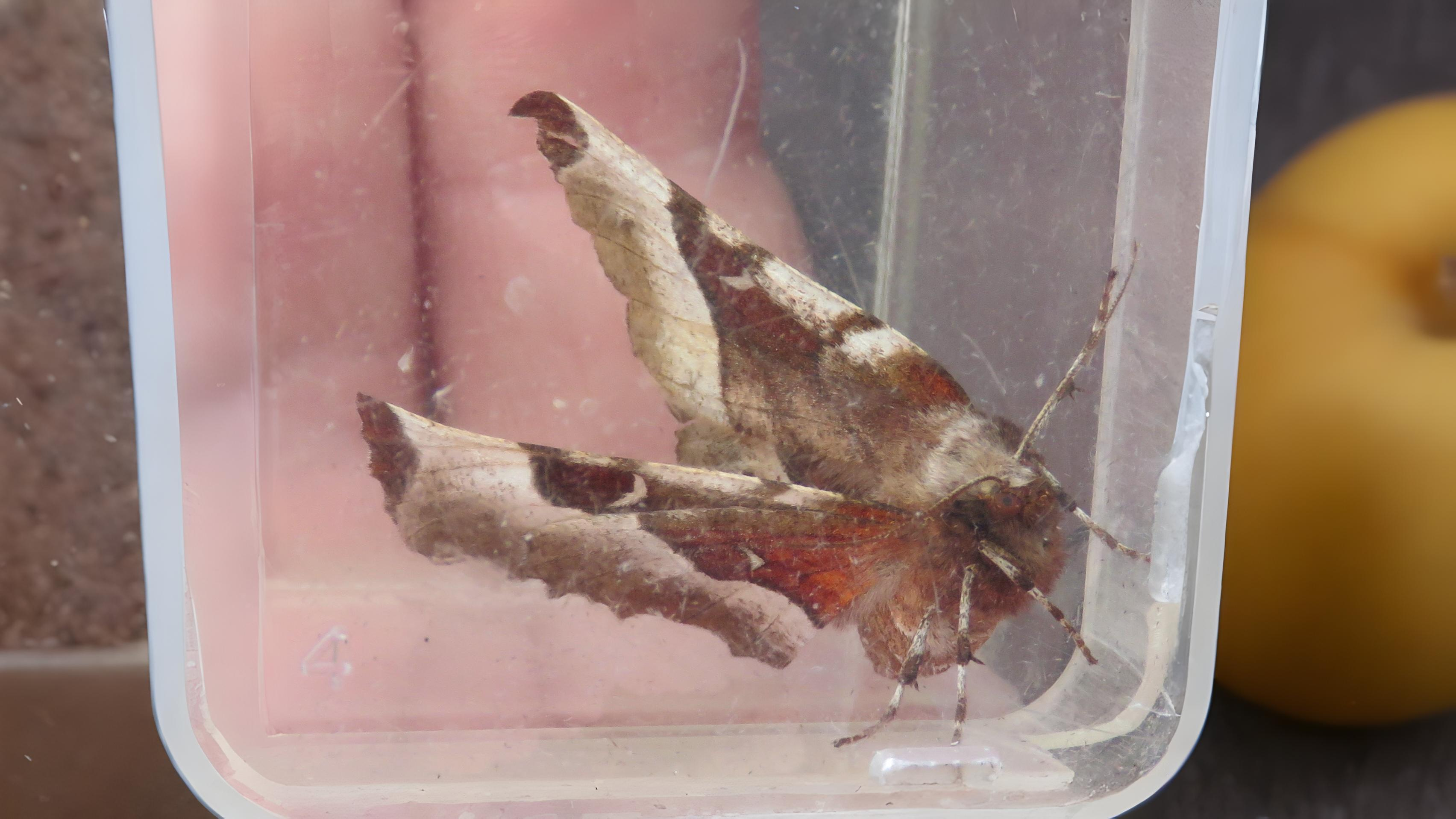20-Aug Moths of Marsh and Woodland Section Image