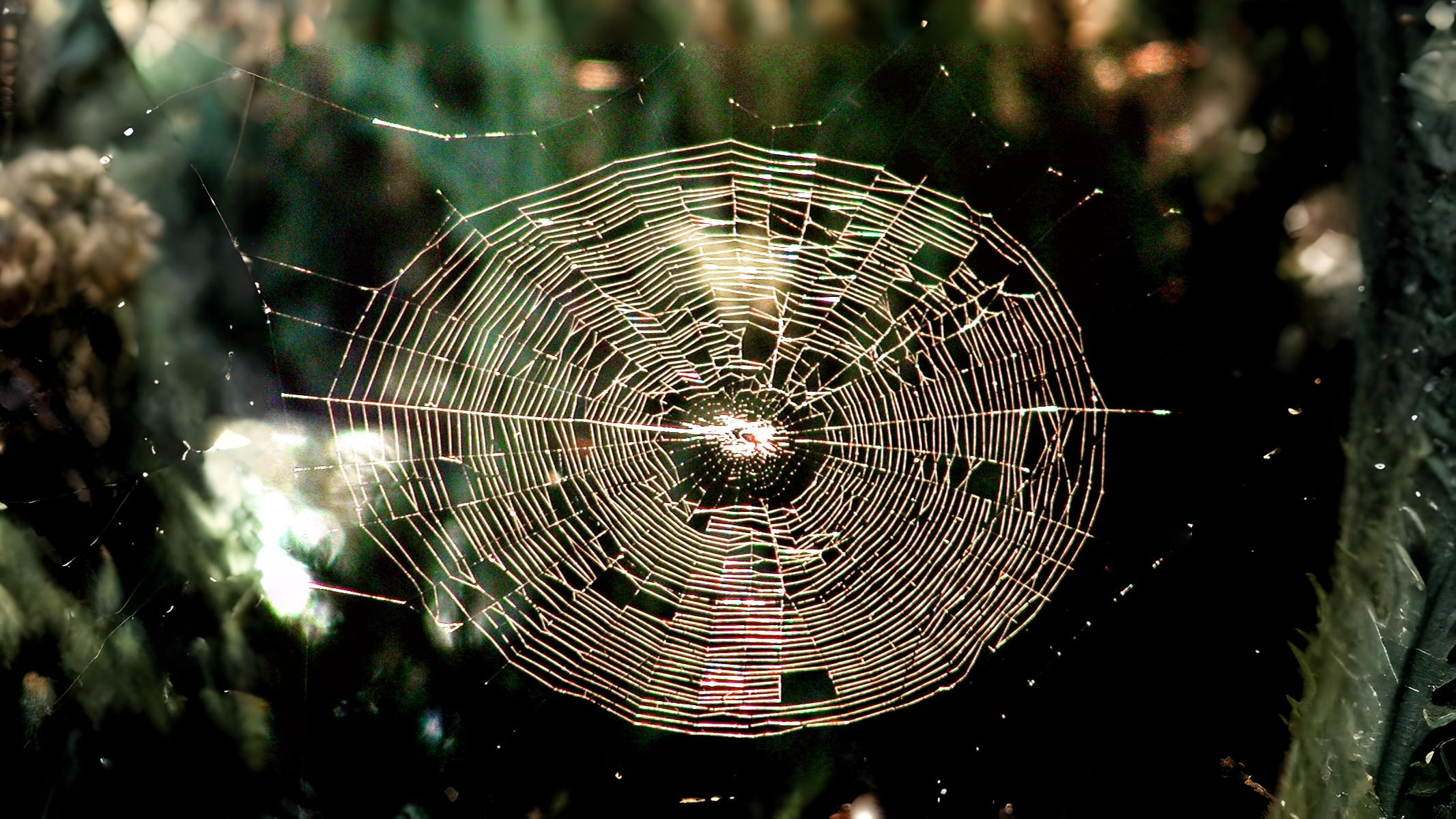 21-Aug The Web Weavers Section Image