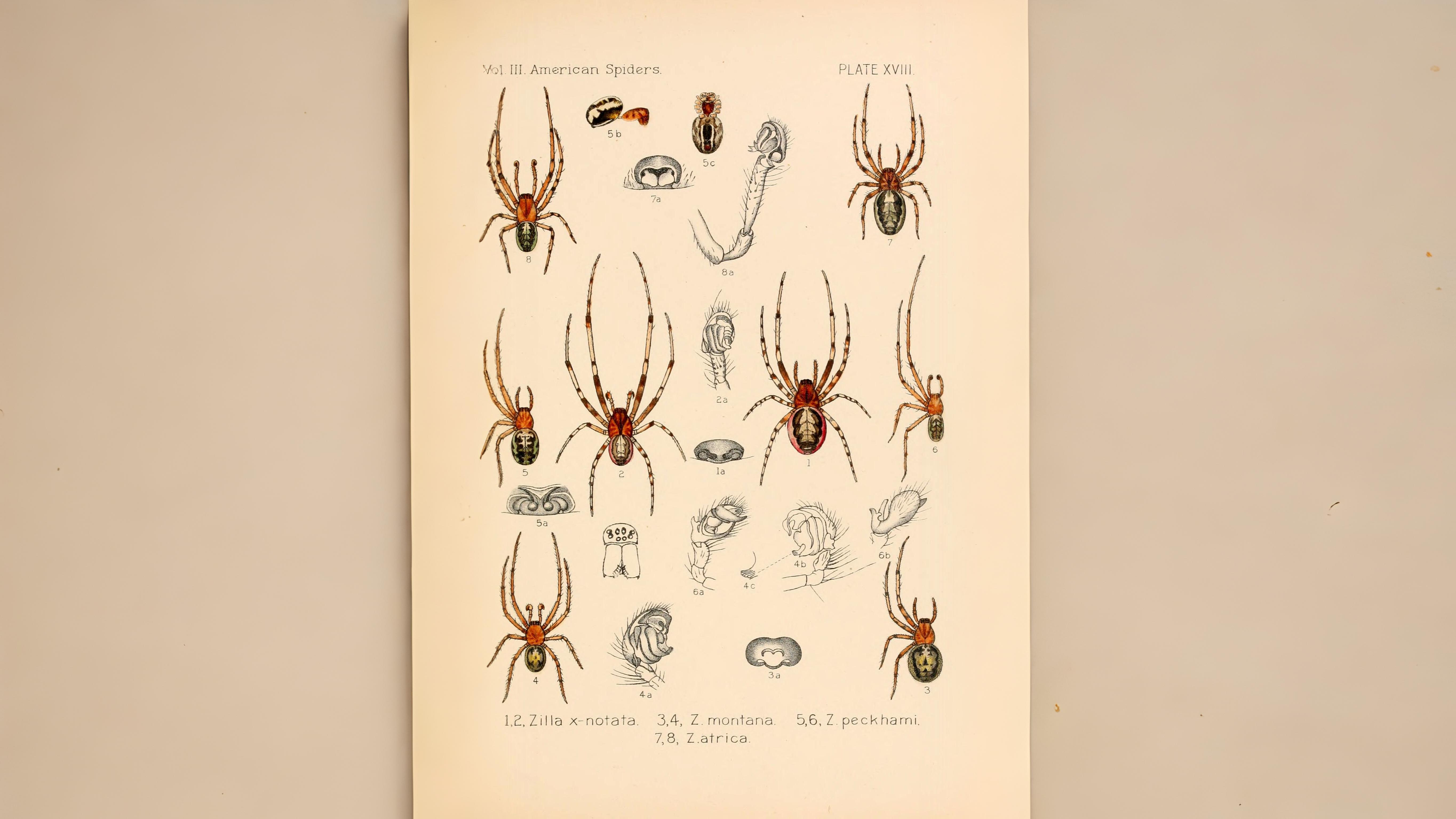 21-Aug The Web Weavers Section Image
